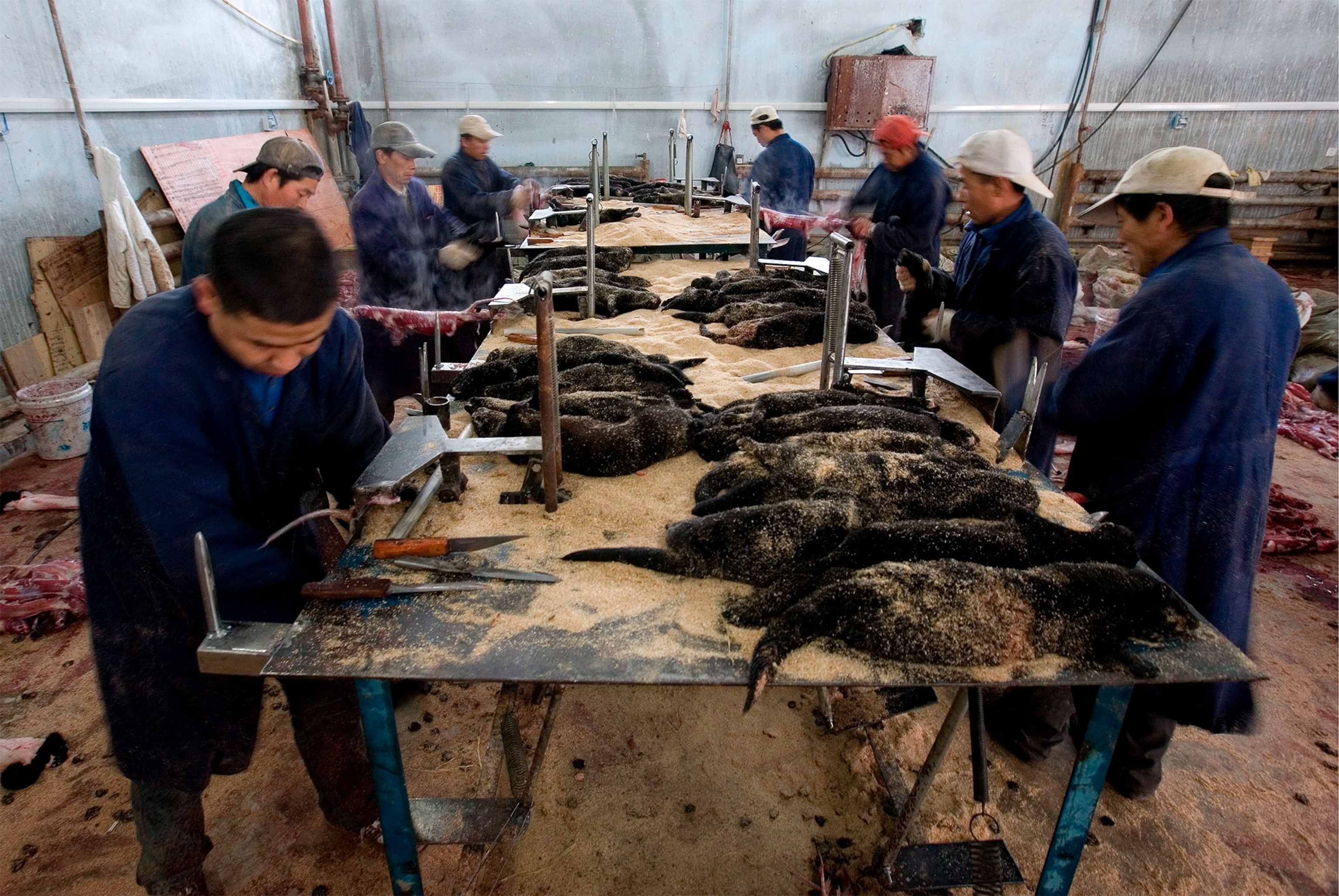 workers skinning mink for their pelts