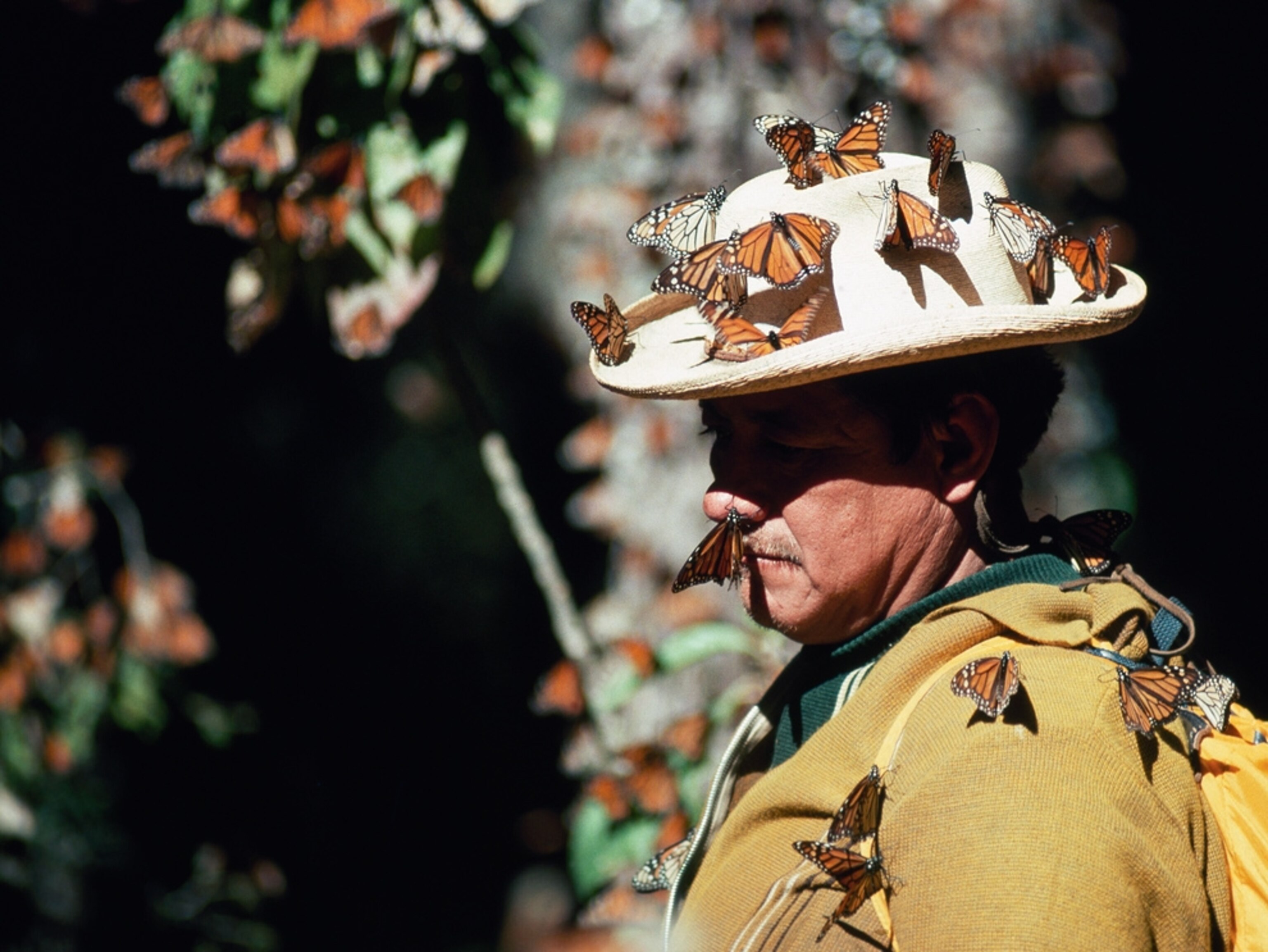 Butterfly picture: Monarch butterflies on man, for gallery on National Geographic's top ten grants
