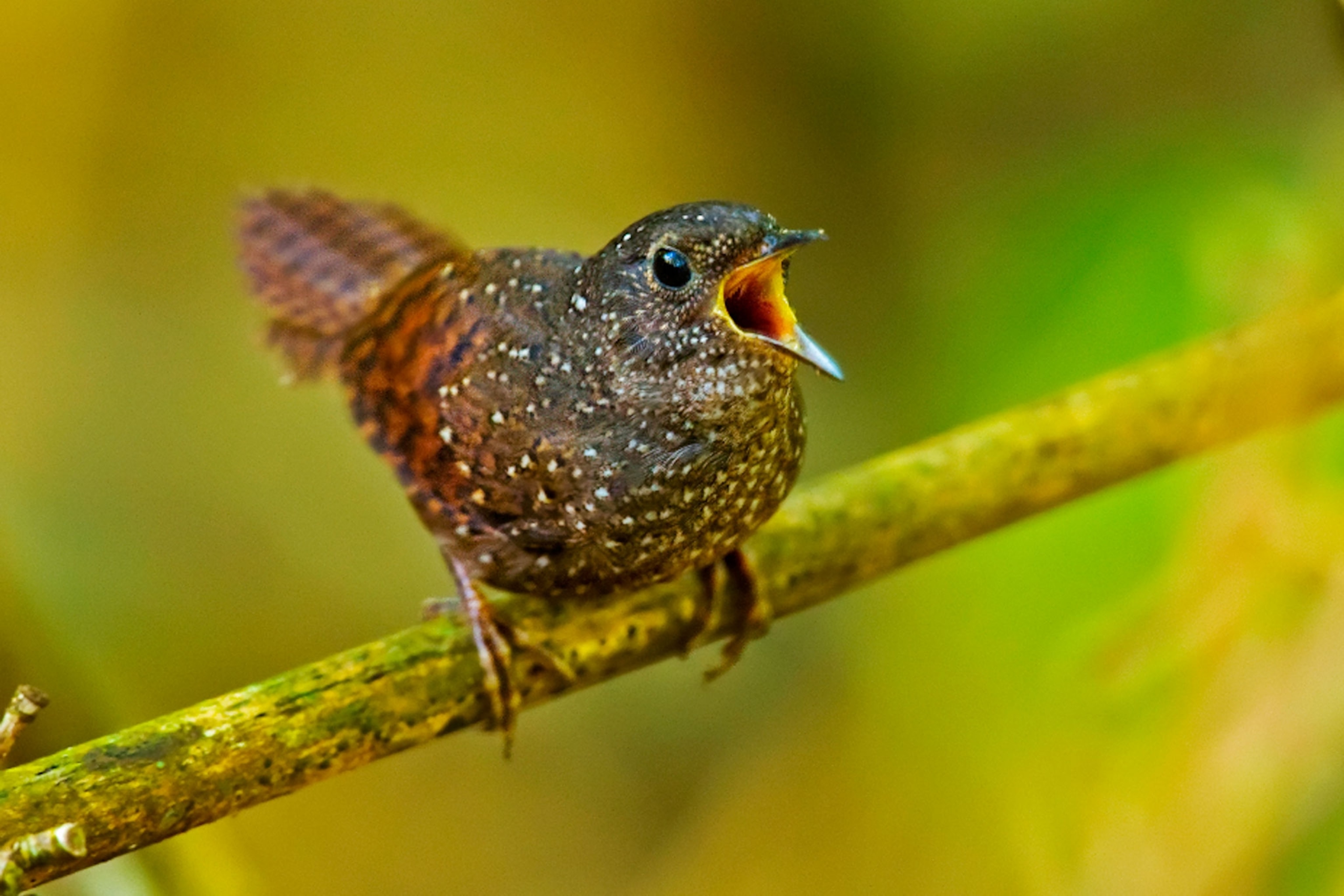 spotted wren babbler