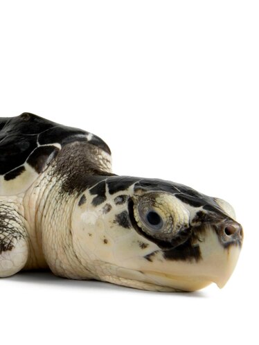 Kemp's Ridley Sea Turtle | National Geographic