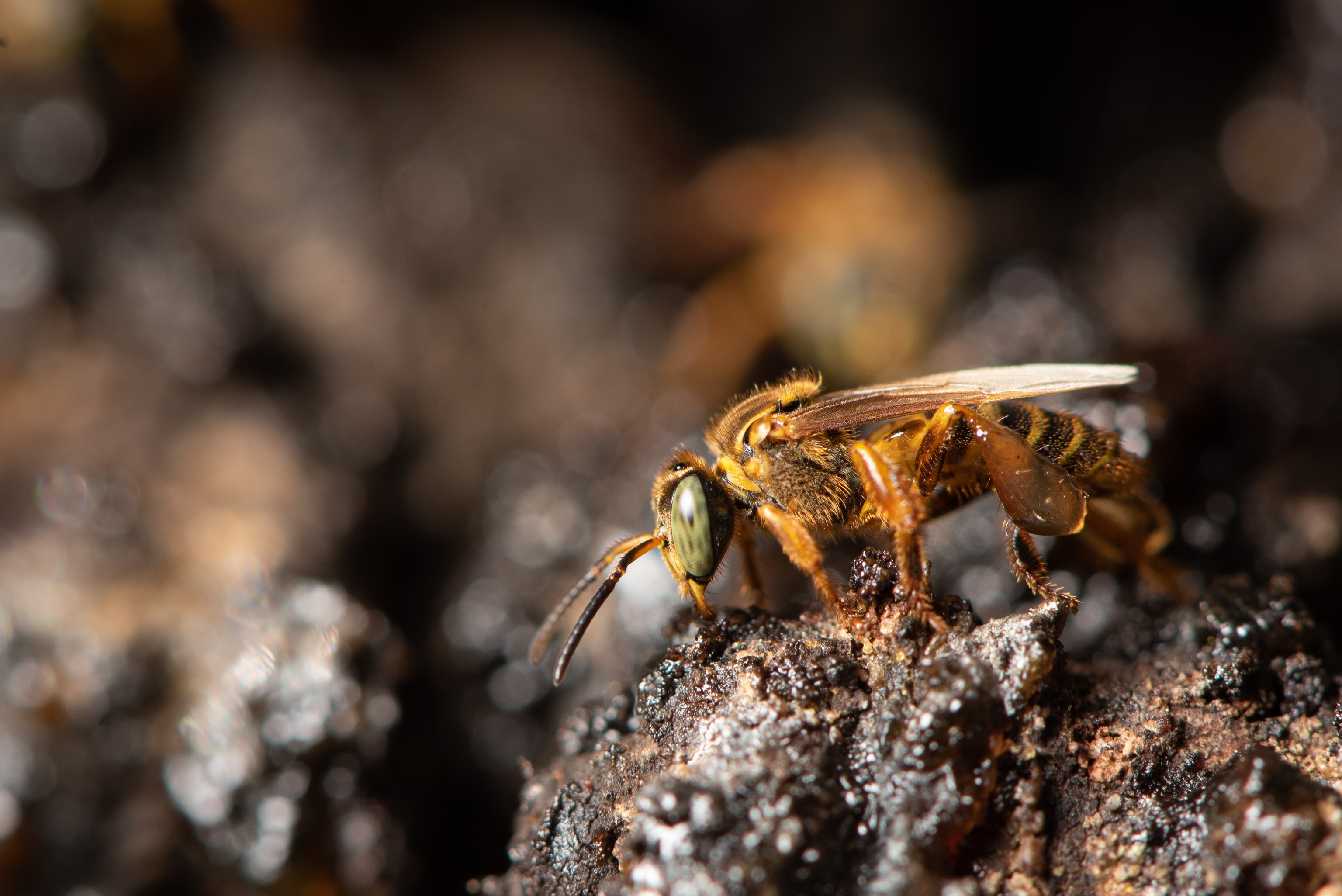 A bee perched on a rock
