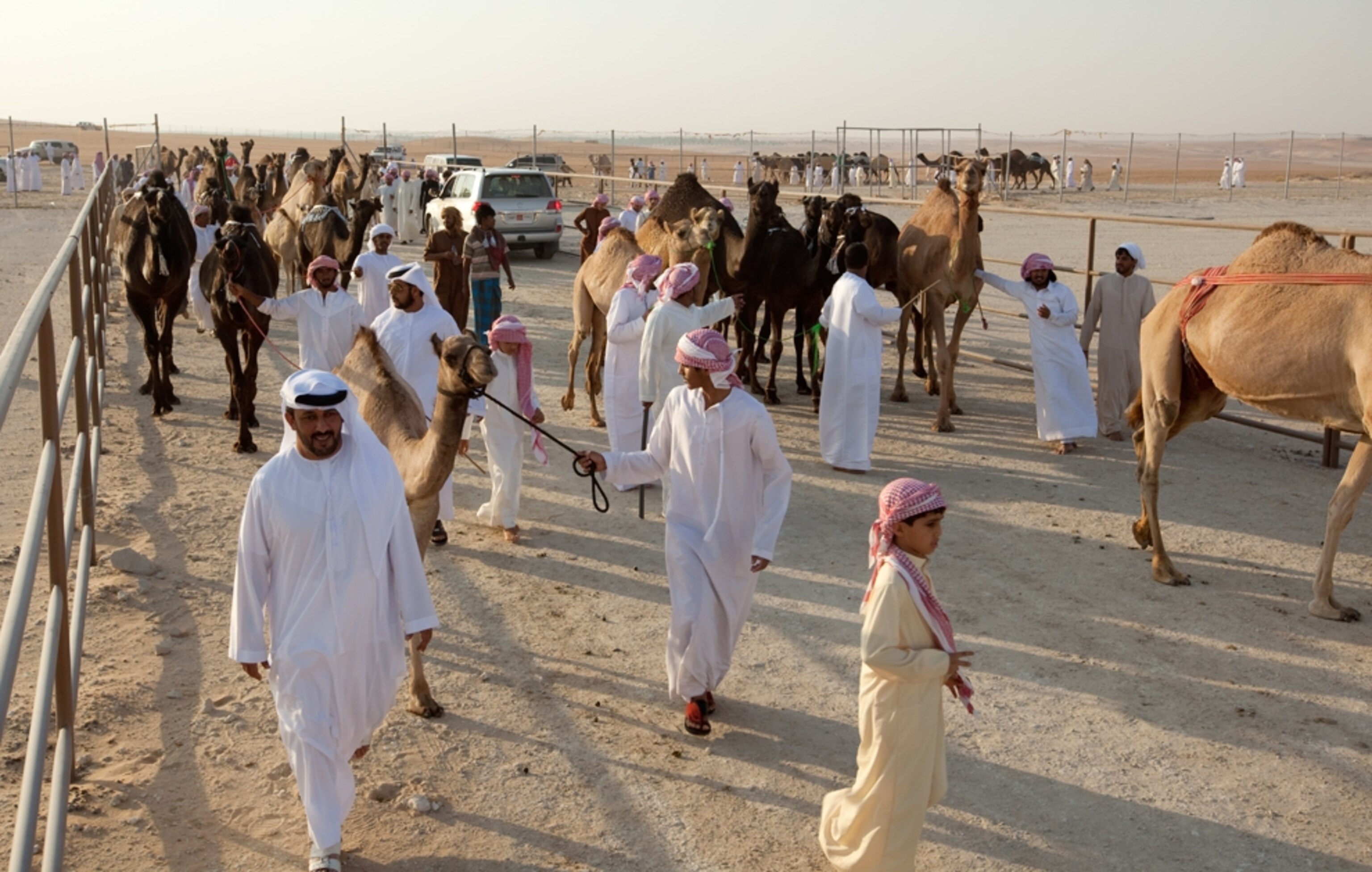 Camels are brought to the beauty contest for judging