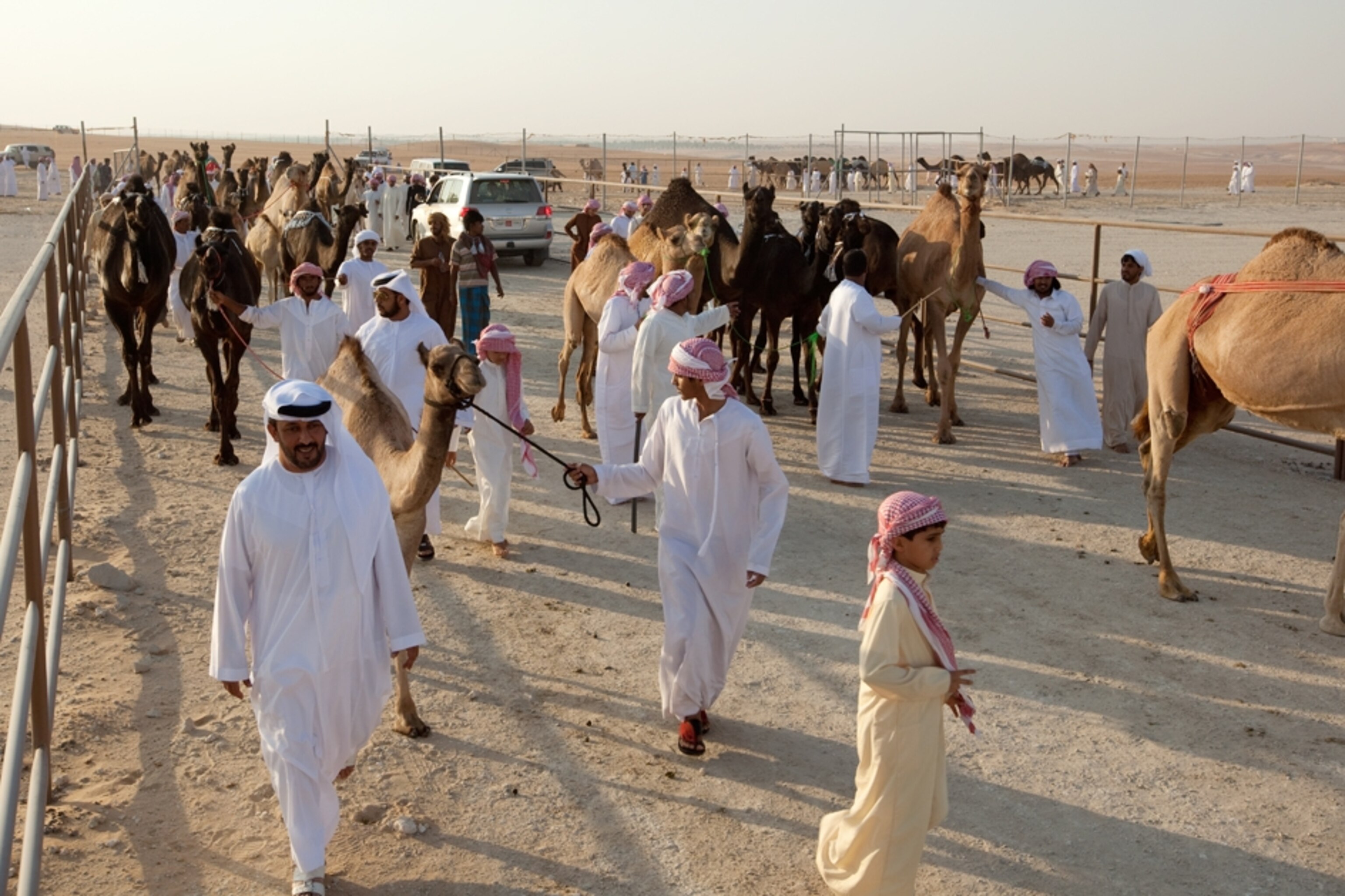 Camels are brought to the beauty contest for judging