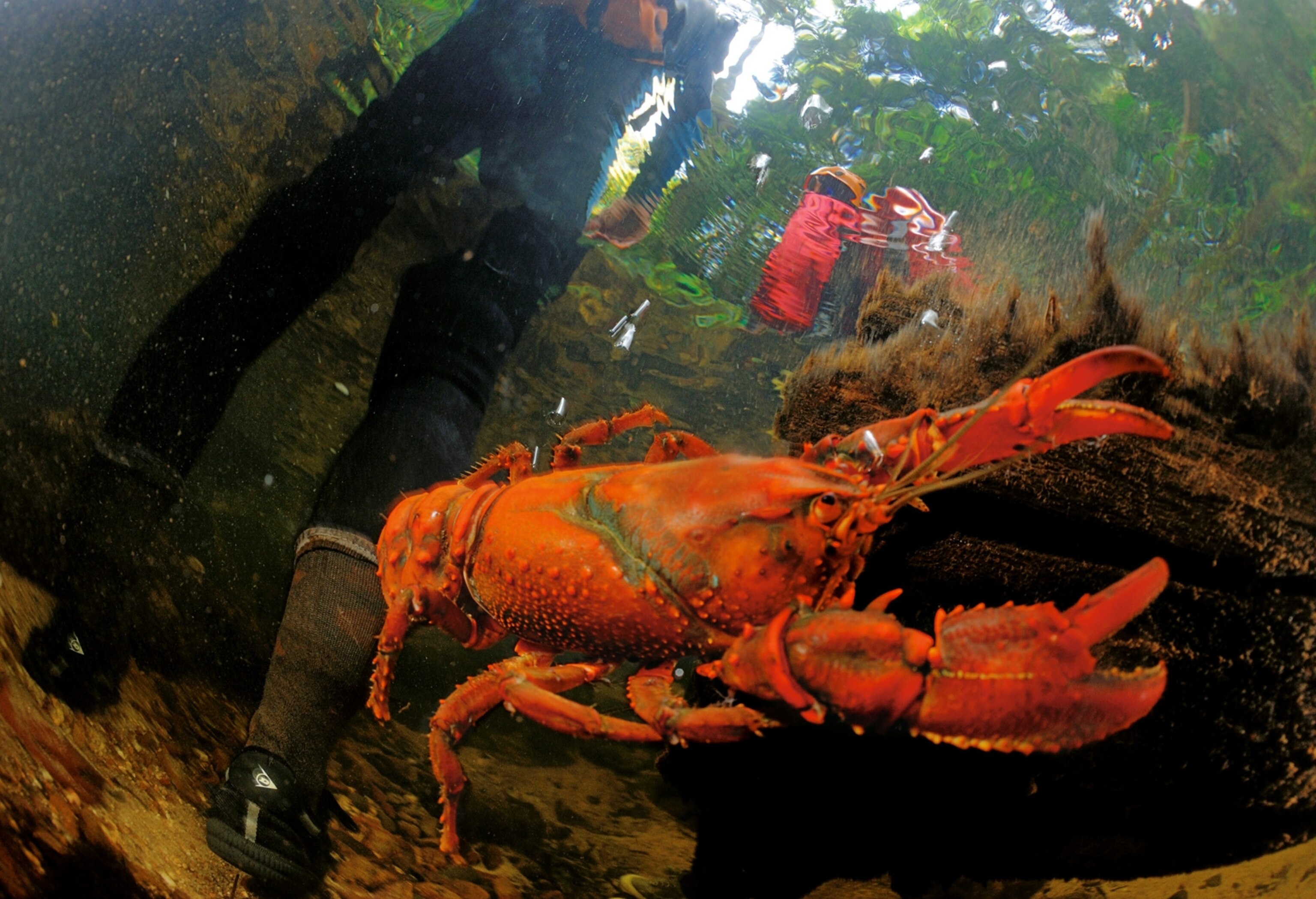 a foot-long crayfish in a stream in Claustral Canyon