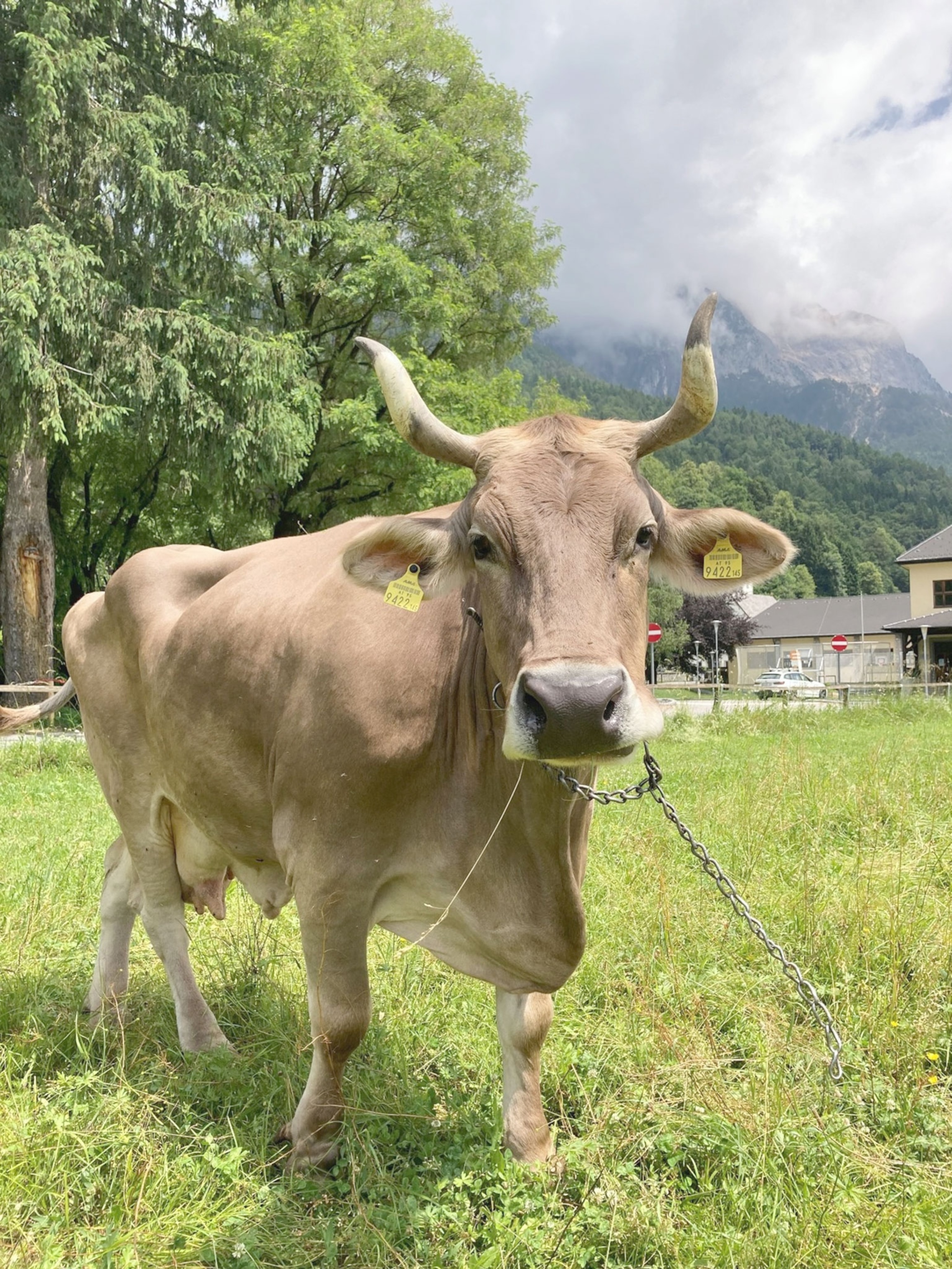 A cow standsing in grass.