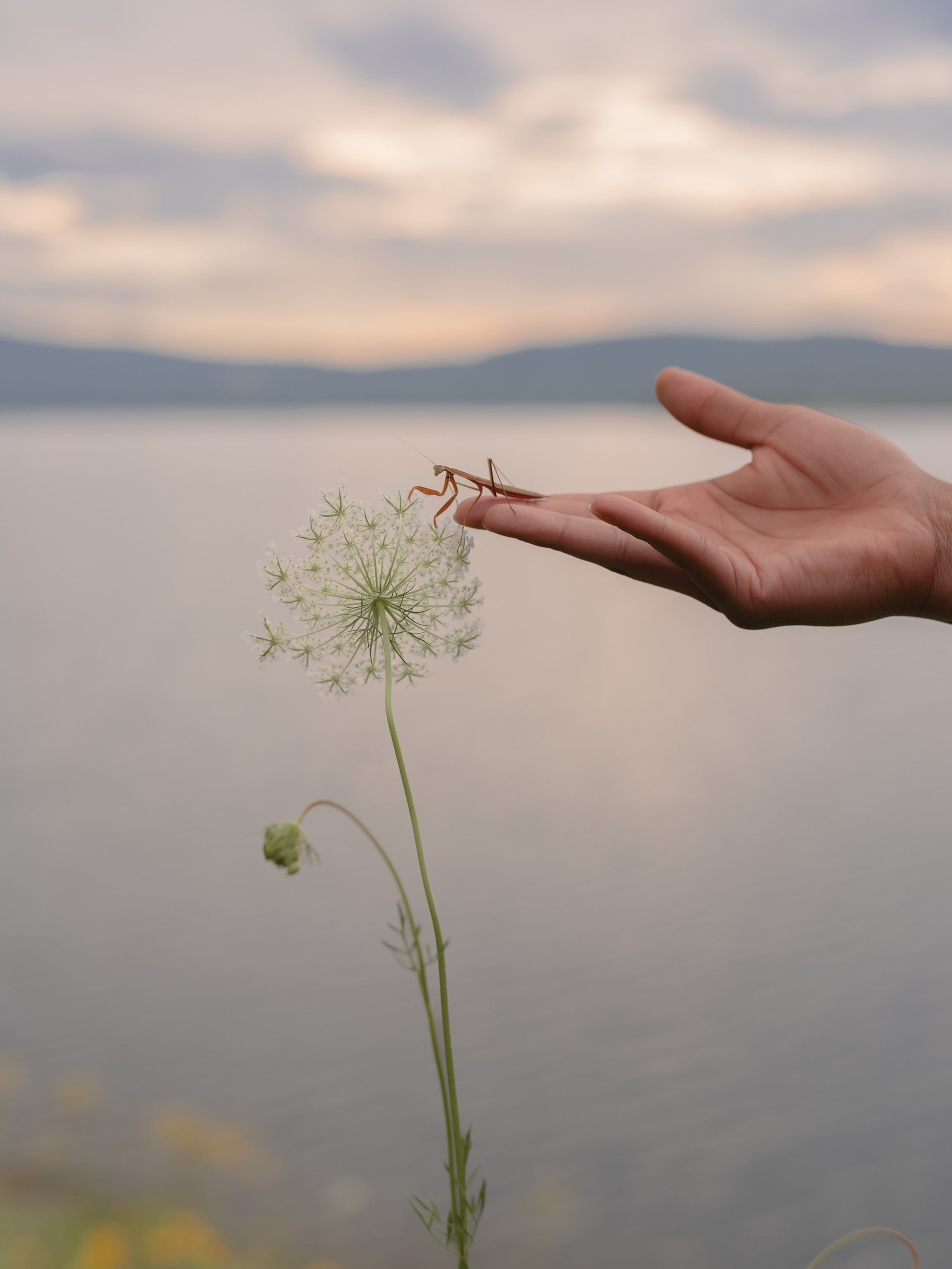 A hand guides a praying mantis toward a wild flower.