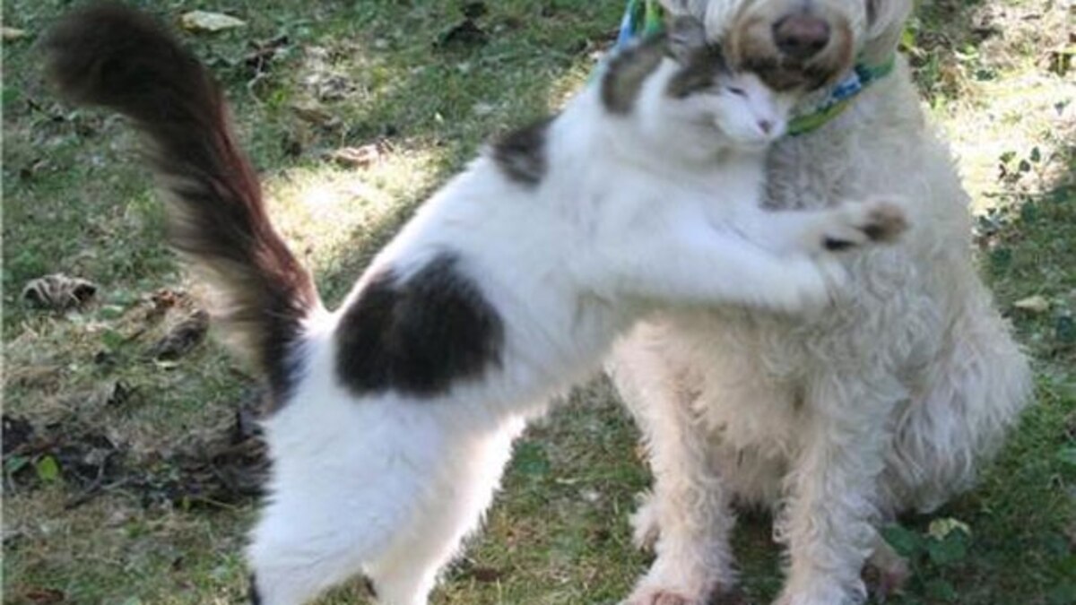 Введение смазки между трущимися поверхностями. Указательные пальцы двух рук. Тереться значение. Тереться значение. Люди трутся носами что означает.