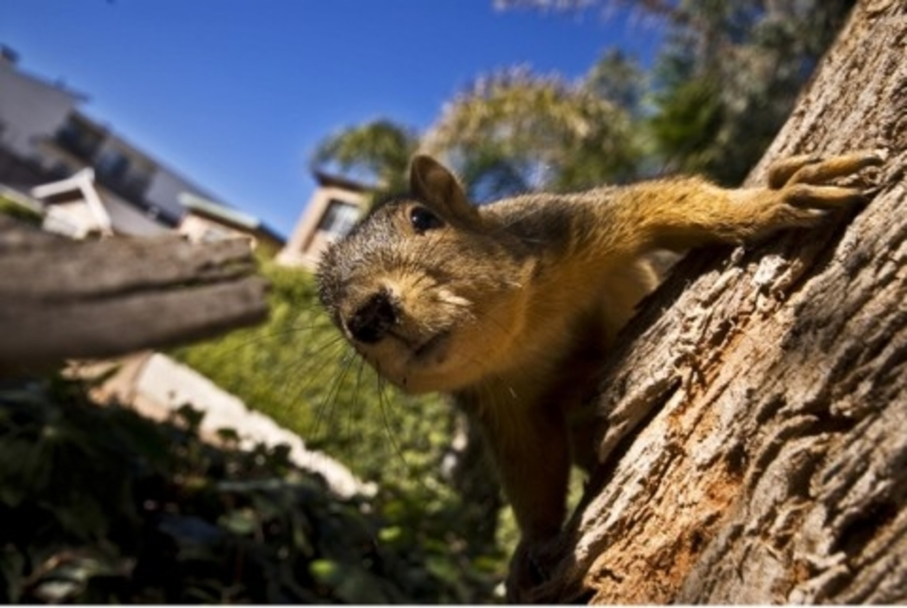 Squirrel Venice California