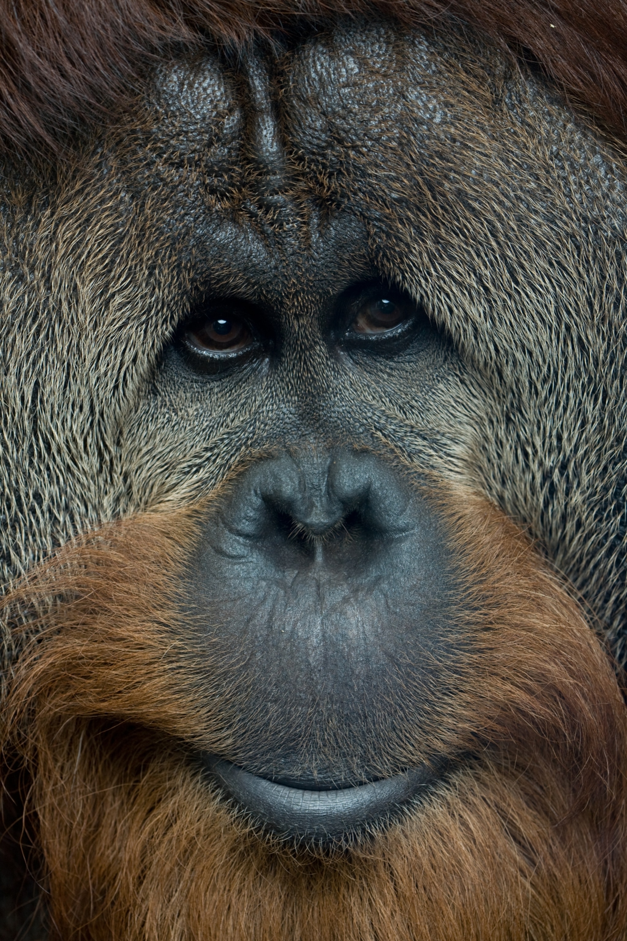 the face of an orangutan