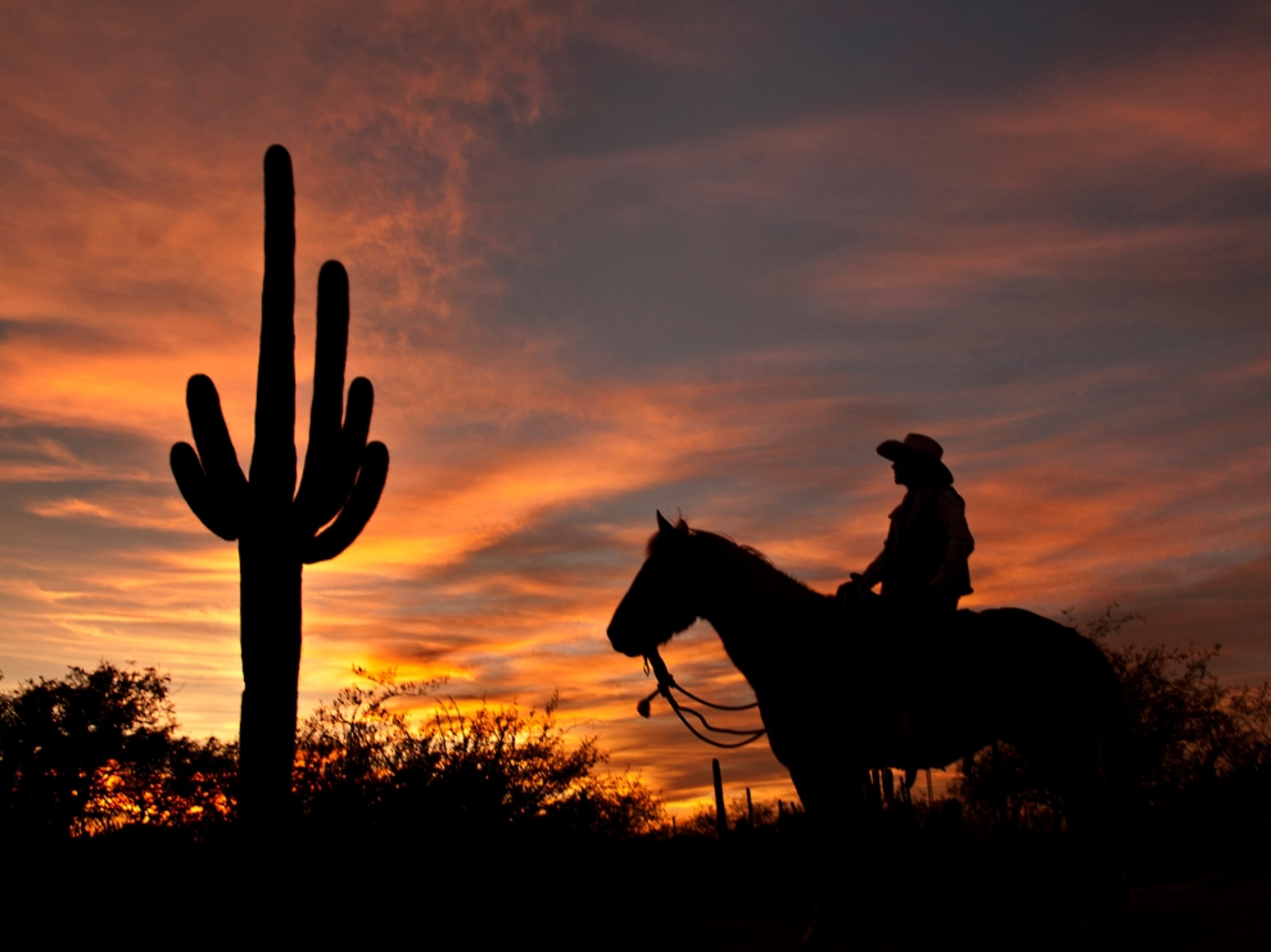 a cowgirl on horseback next to a saguaro cactus