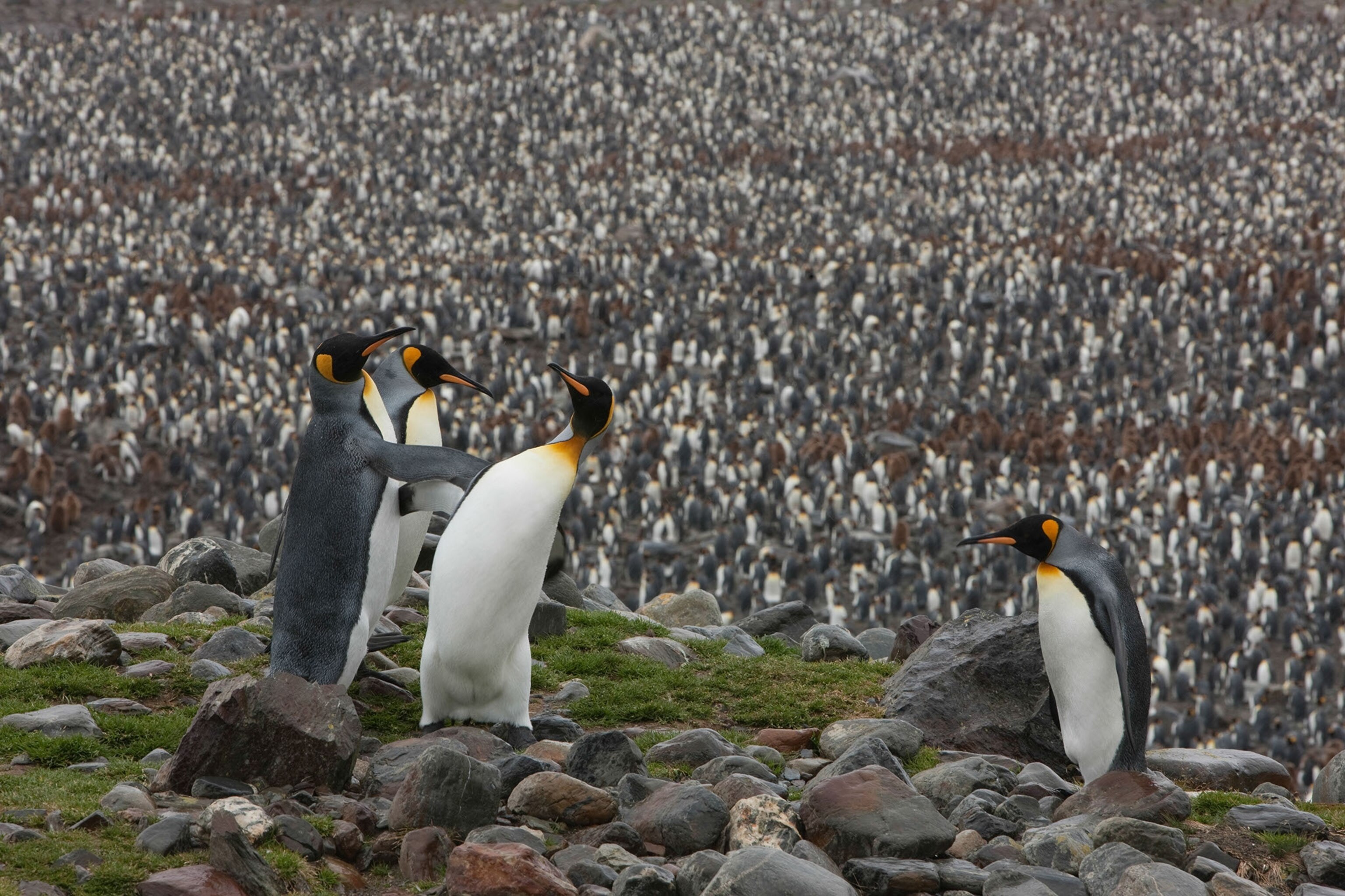 penguins in front of a landscape