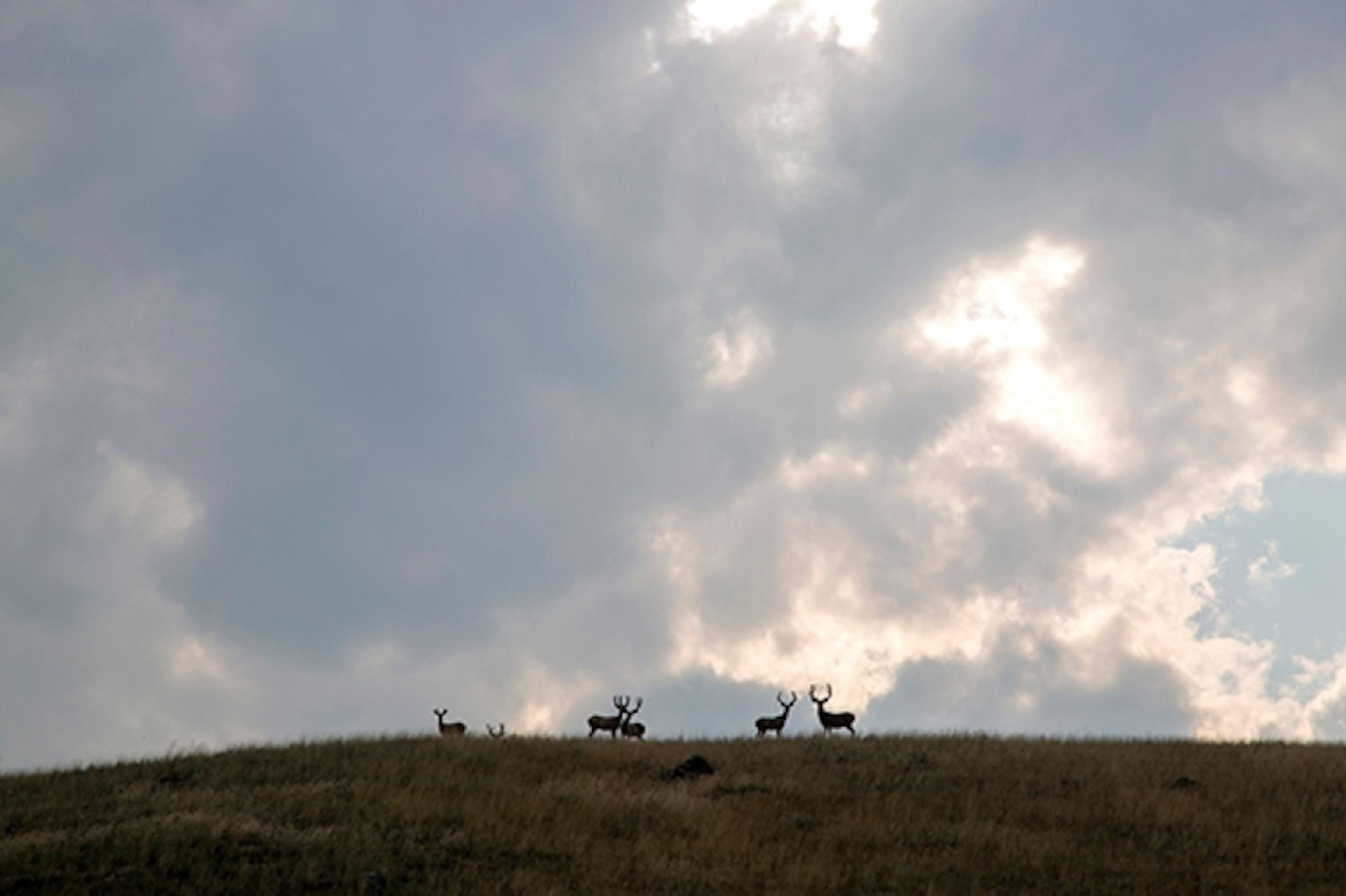 A band of elegant mule deer watch closely as the team passes; Photograph by Ben Masters
