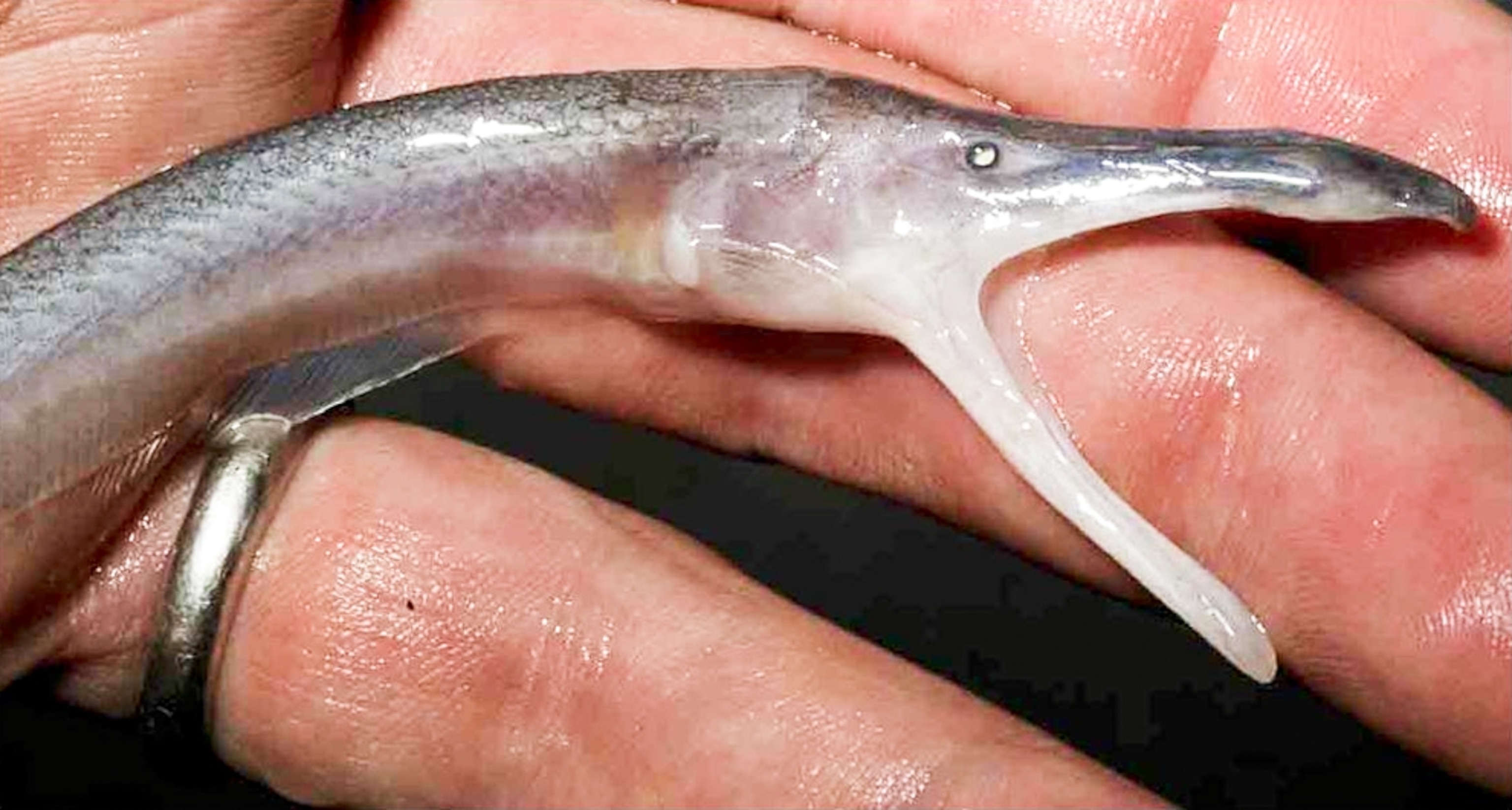 one of more than 1,200 new species discovered in the Amazon rain forest between 1999 and 2009.