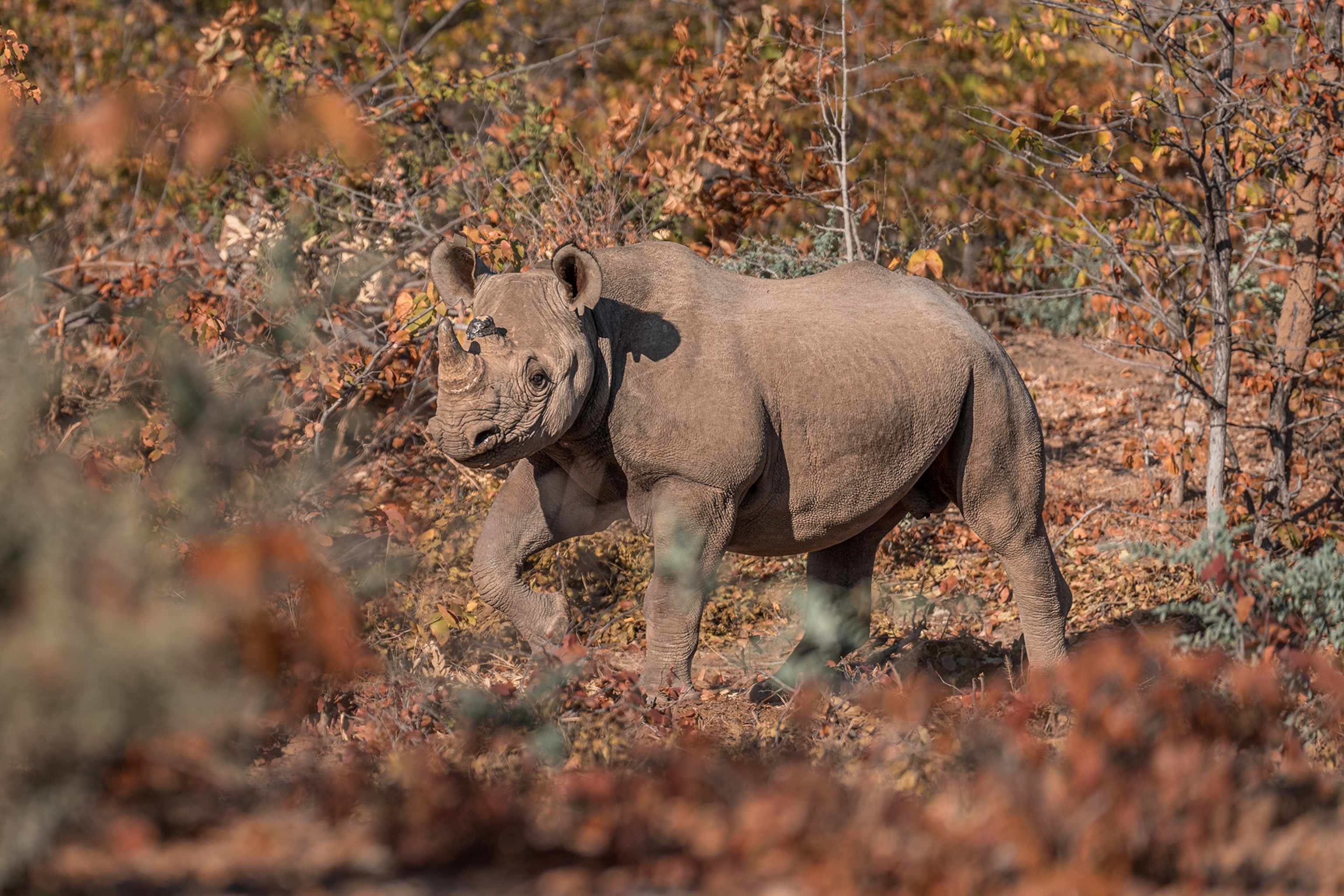 black rhino walking in wood area