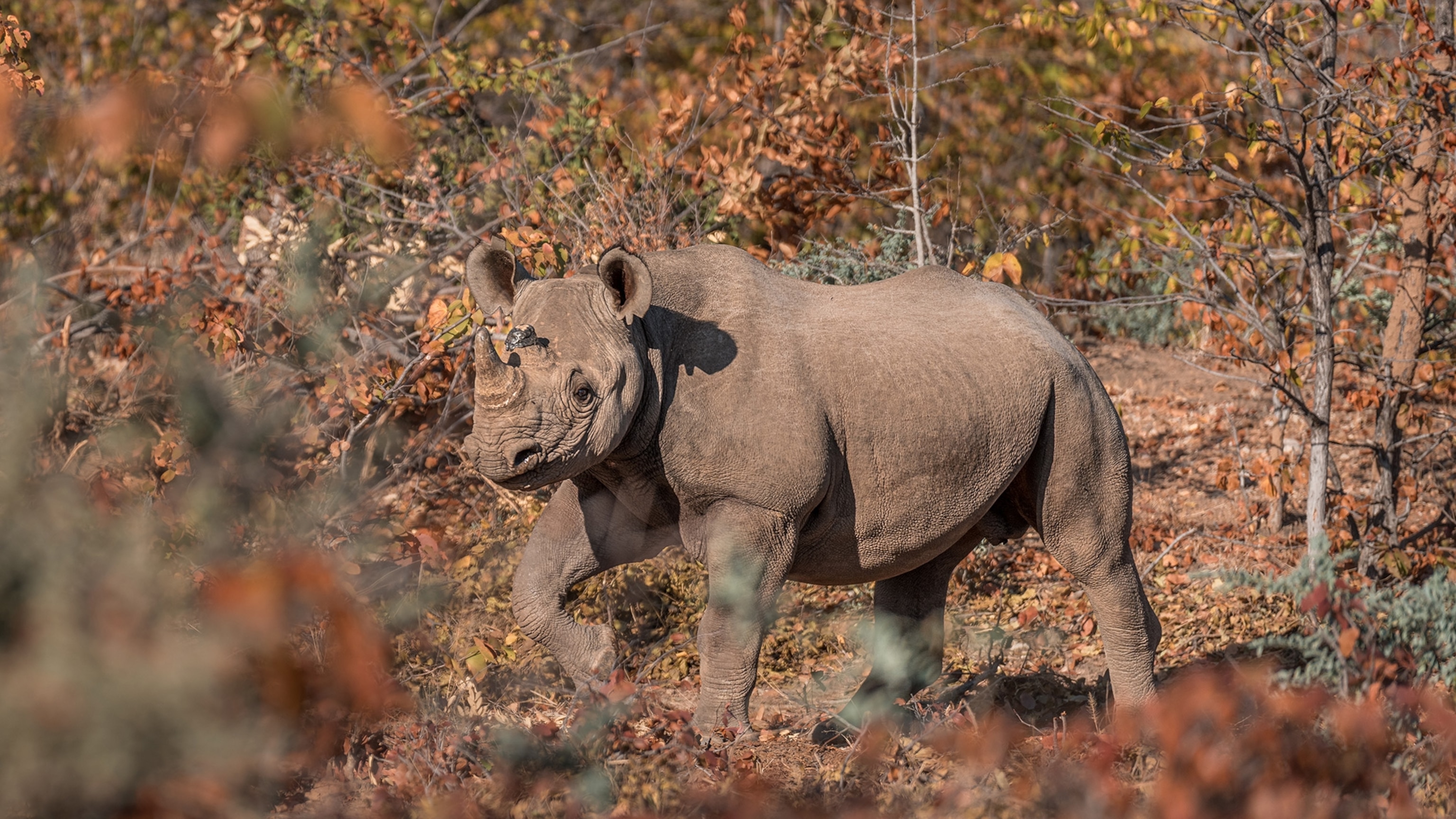 The Extraordinary Comeback of Zimbabwe's Endangered Black Rhinos