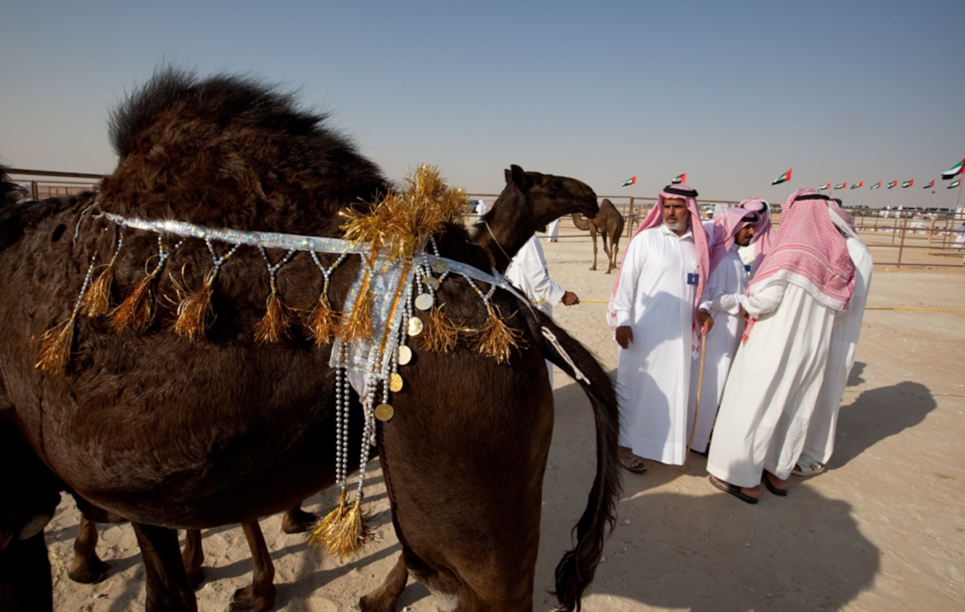Judges at the camel beauty contest