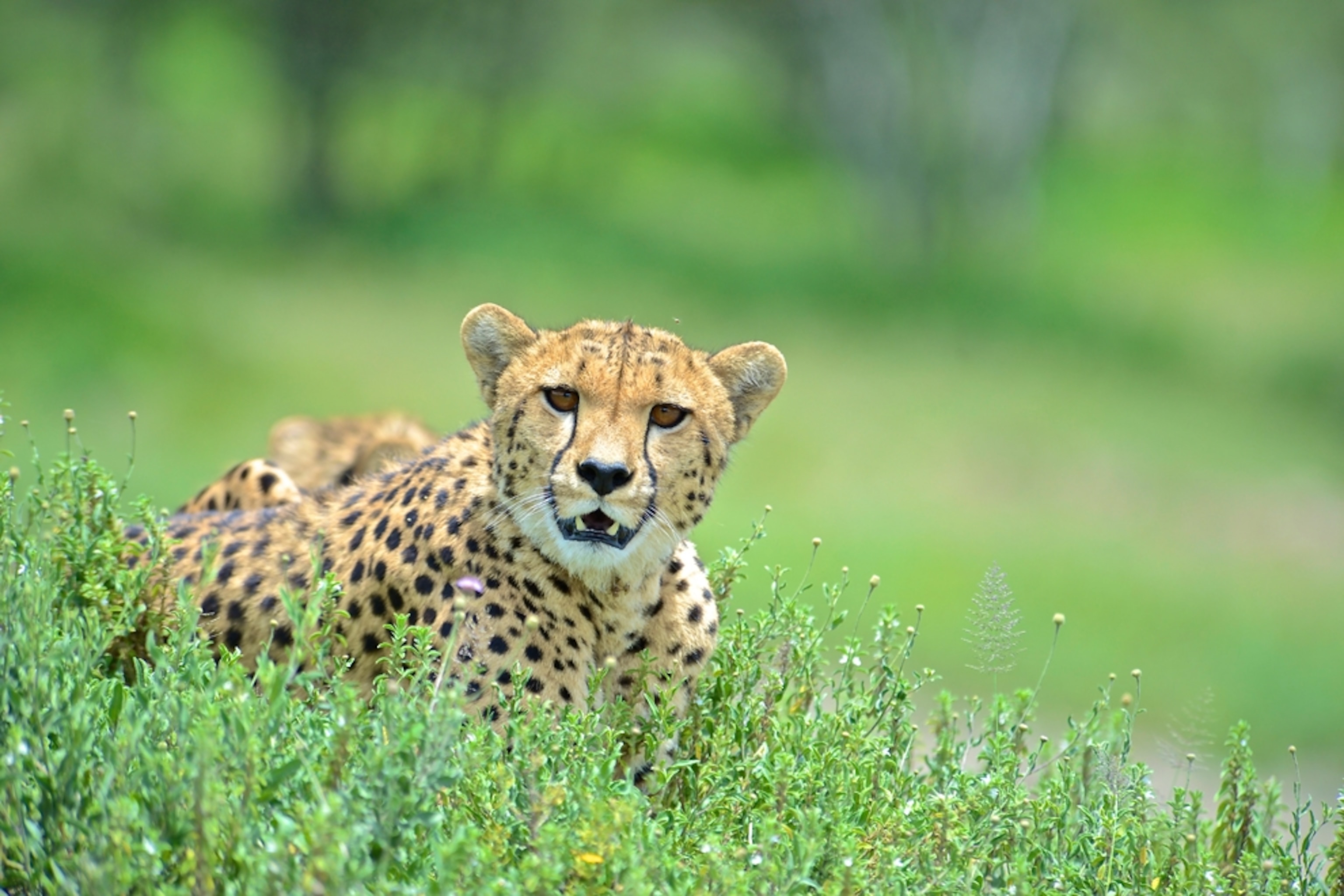 cheetah in Ndutu, Ngorongoro Conservation Area in Tanzania
