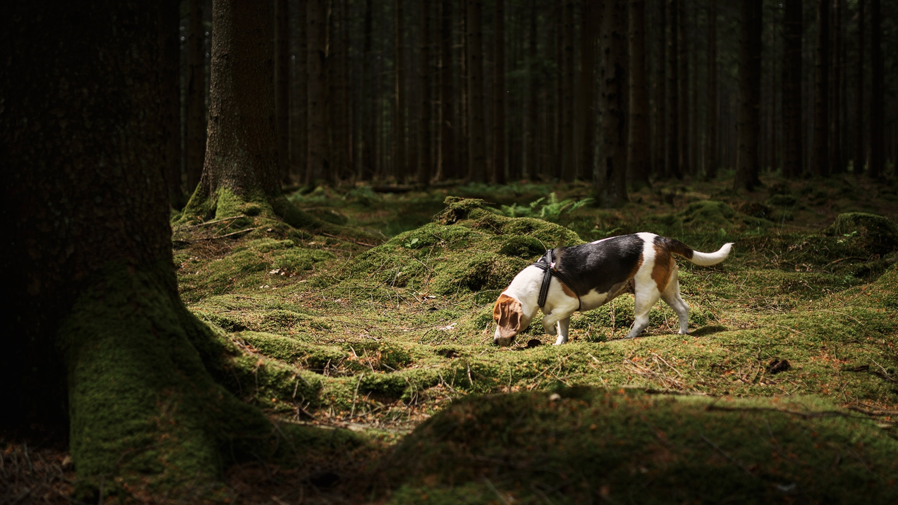 What does cancer smell like? These animals can sniff it out
