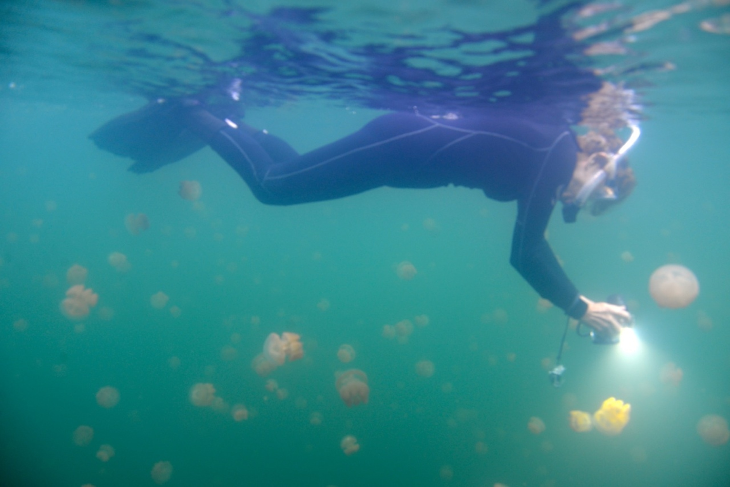 National Geographic Explorer--in-Residence Sylvia Earle explores the wonderful jellyfish of Jellyfish Lake (Photo by Andrew Evans, National Geographic)
