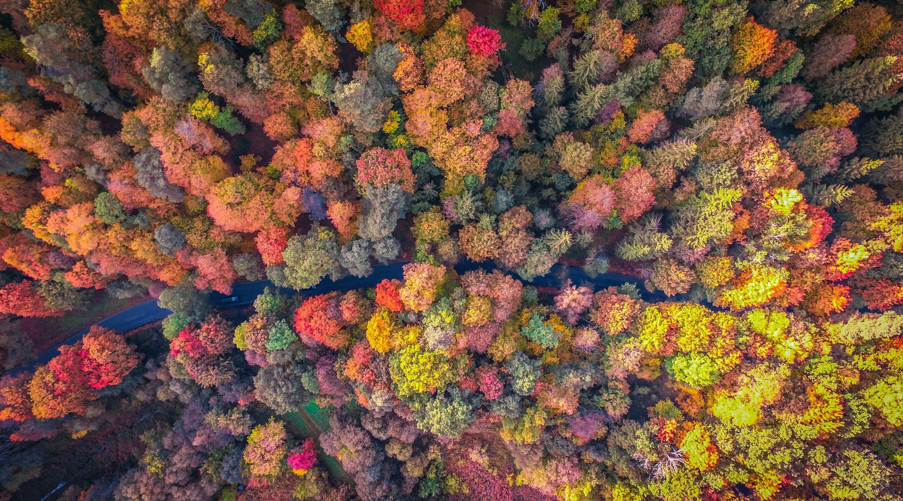 fall trees in Lithuania