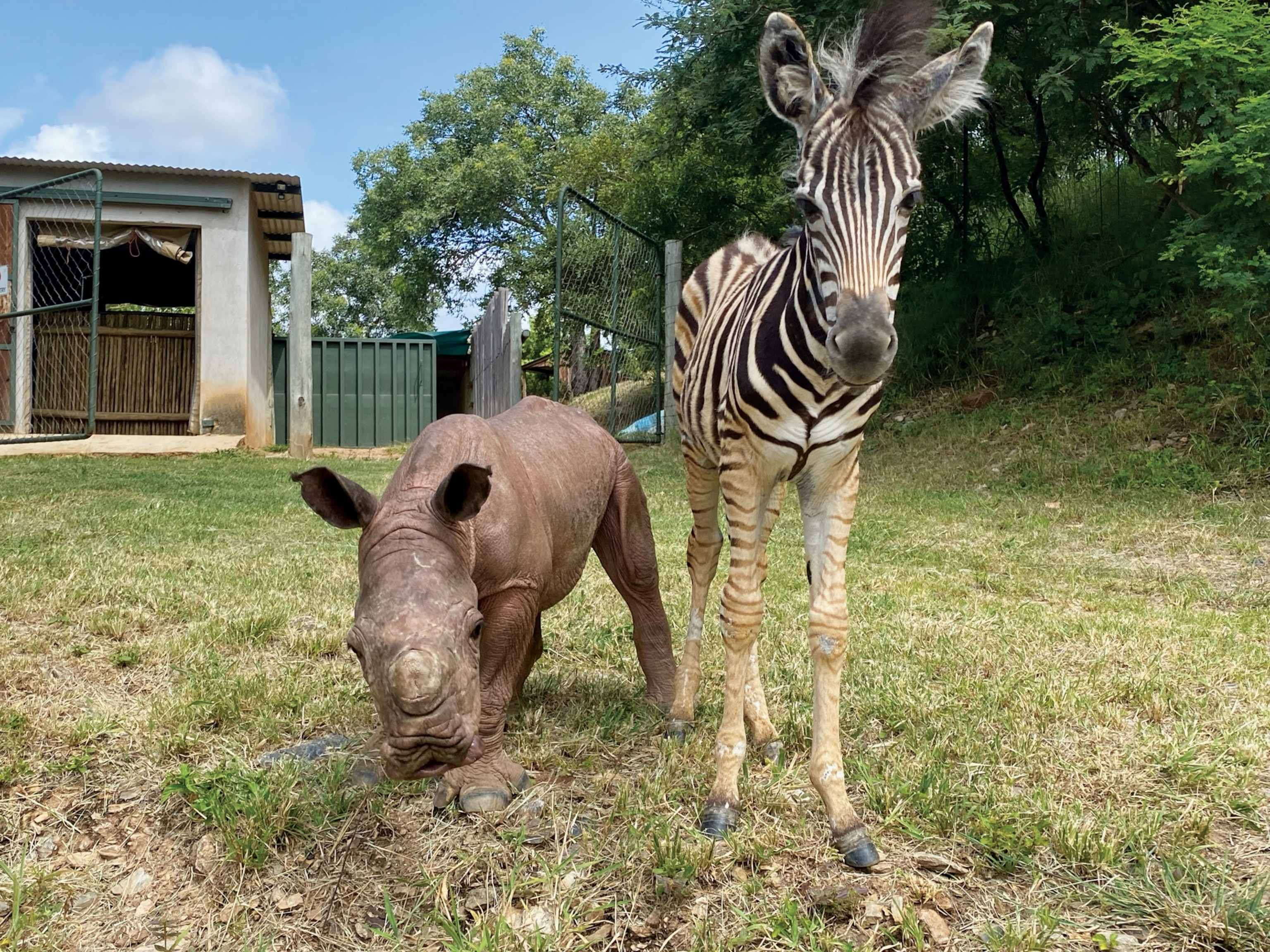 A small rhino and zebra stand in grass.