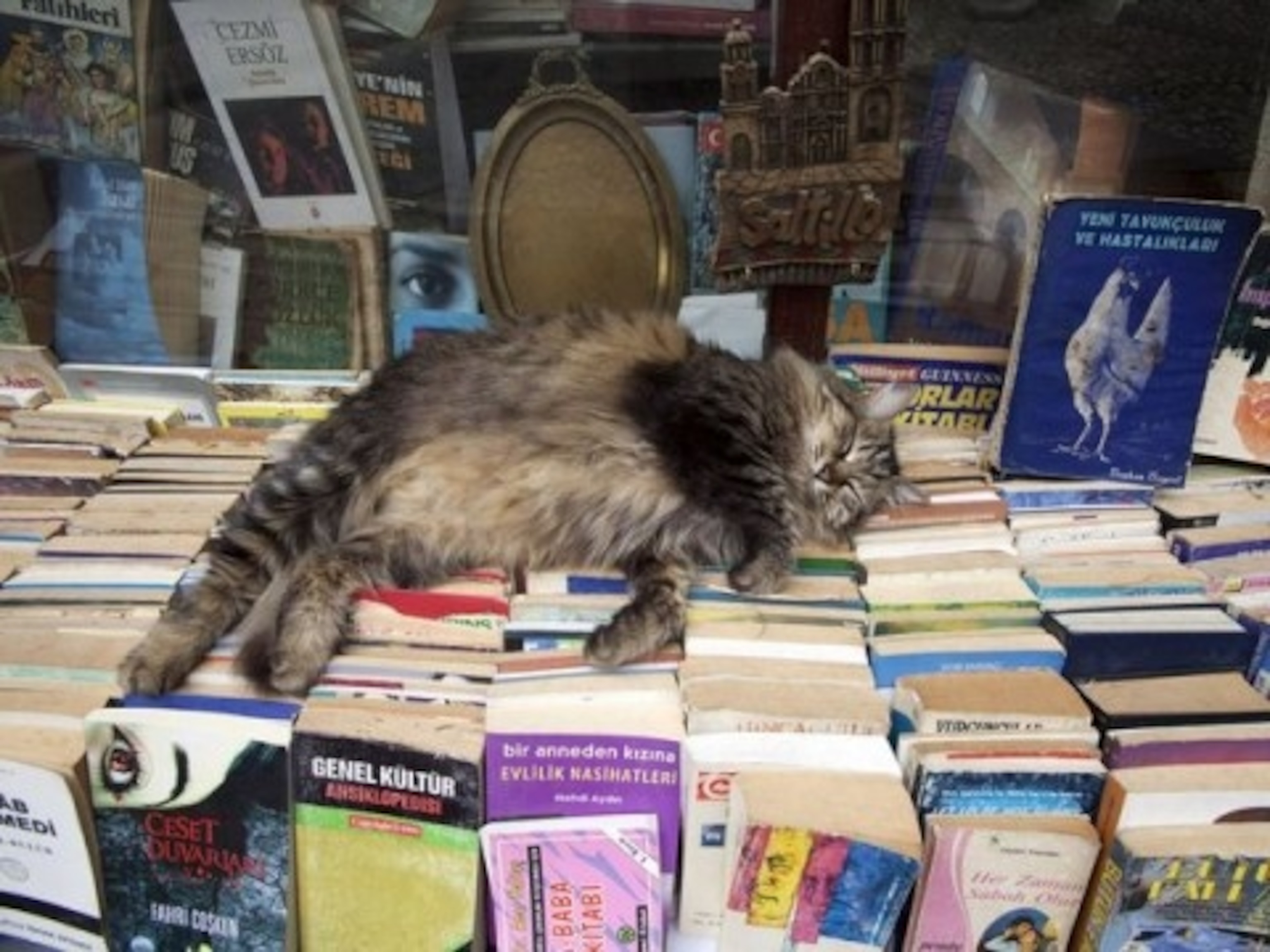 Beyoglu, Cat in bookstore