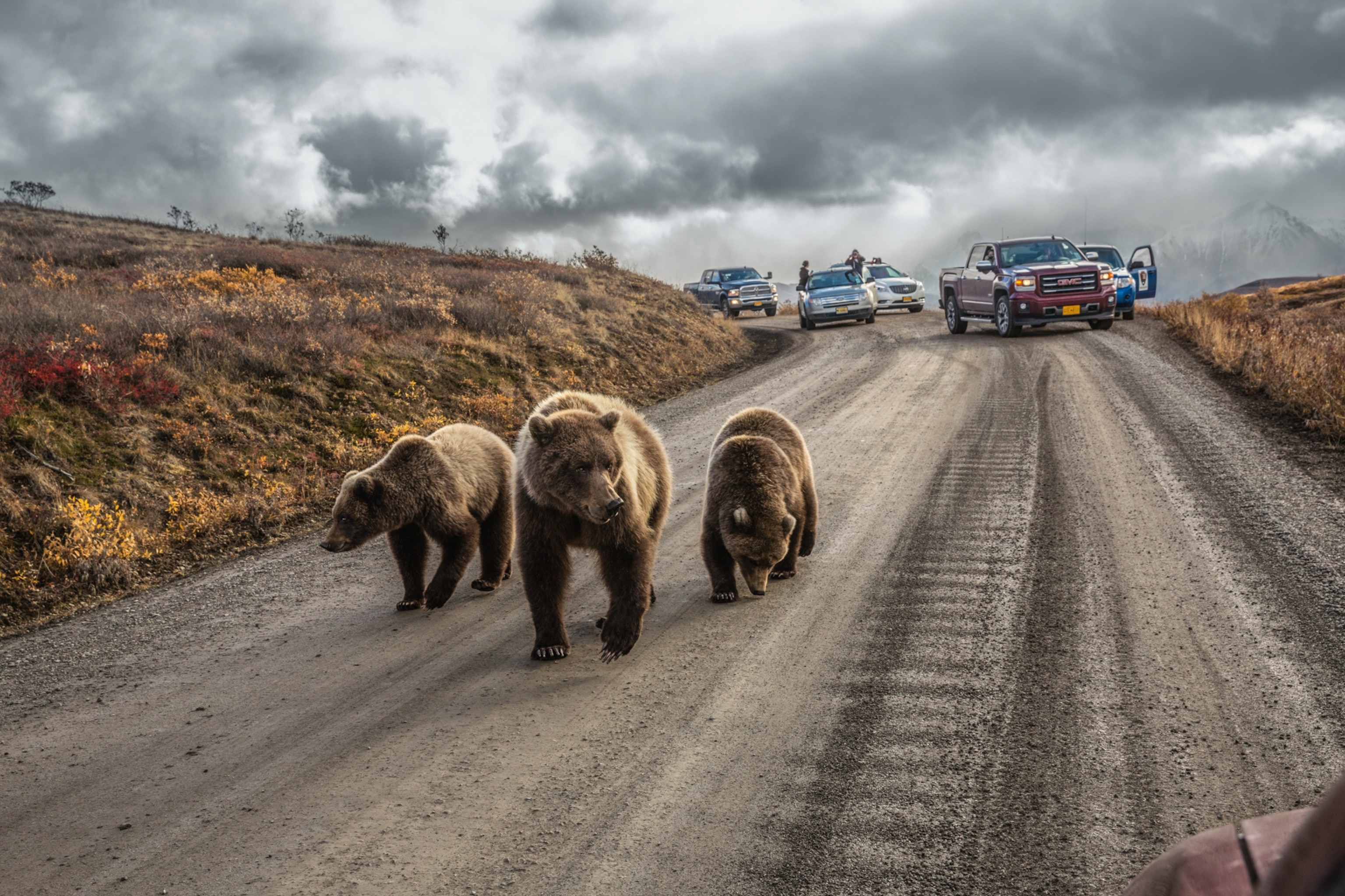 Three bears walk down a rural dirt road with cars stopped behind them under a cloudy sky. People watch from vehicles.