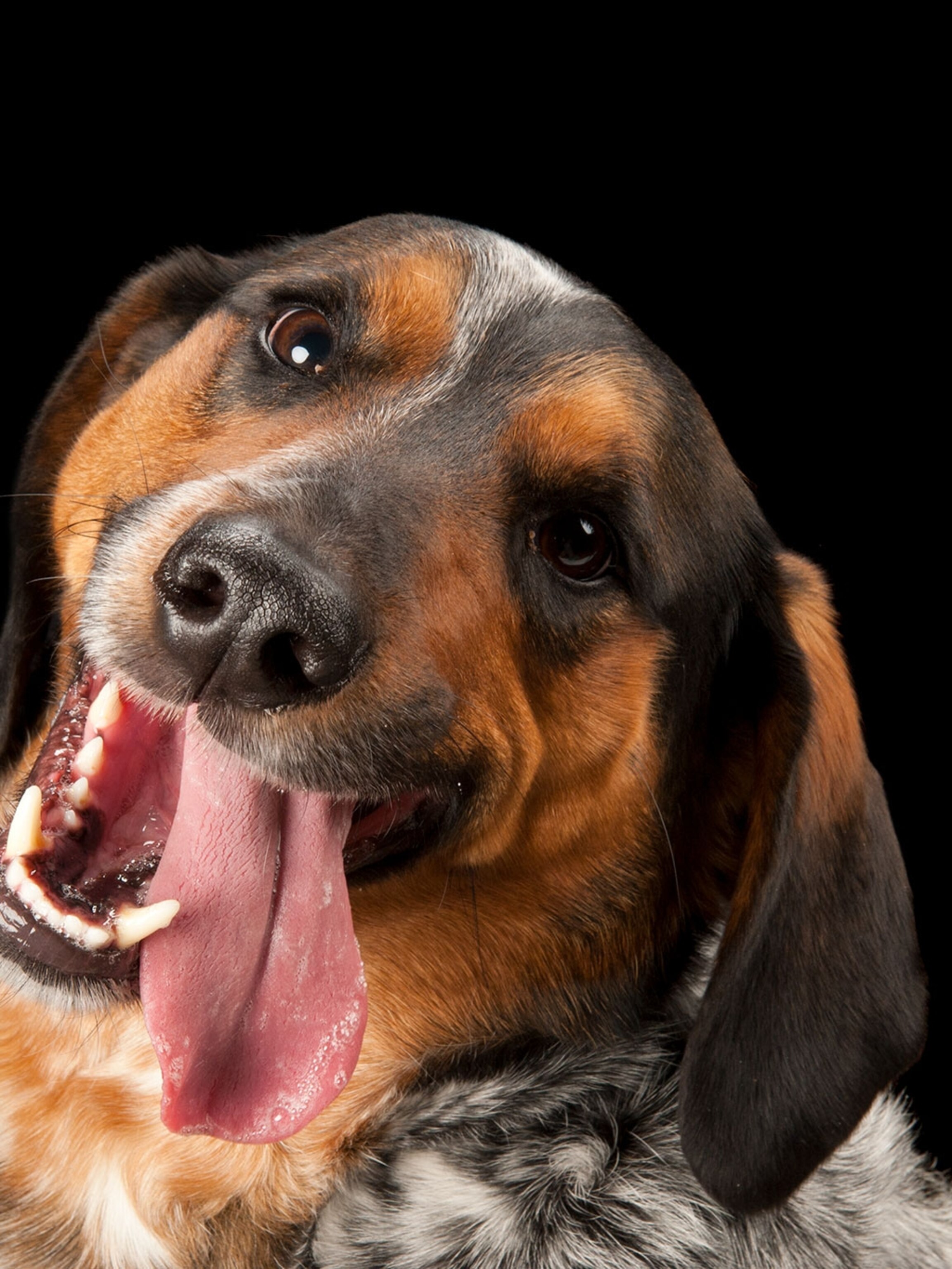 Does Dog Saliva Kill Germs