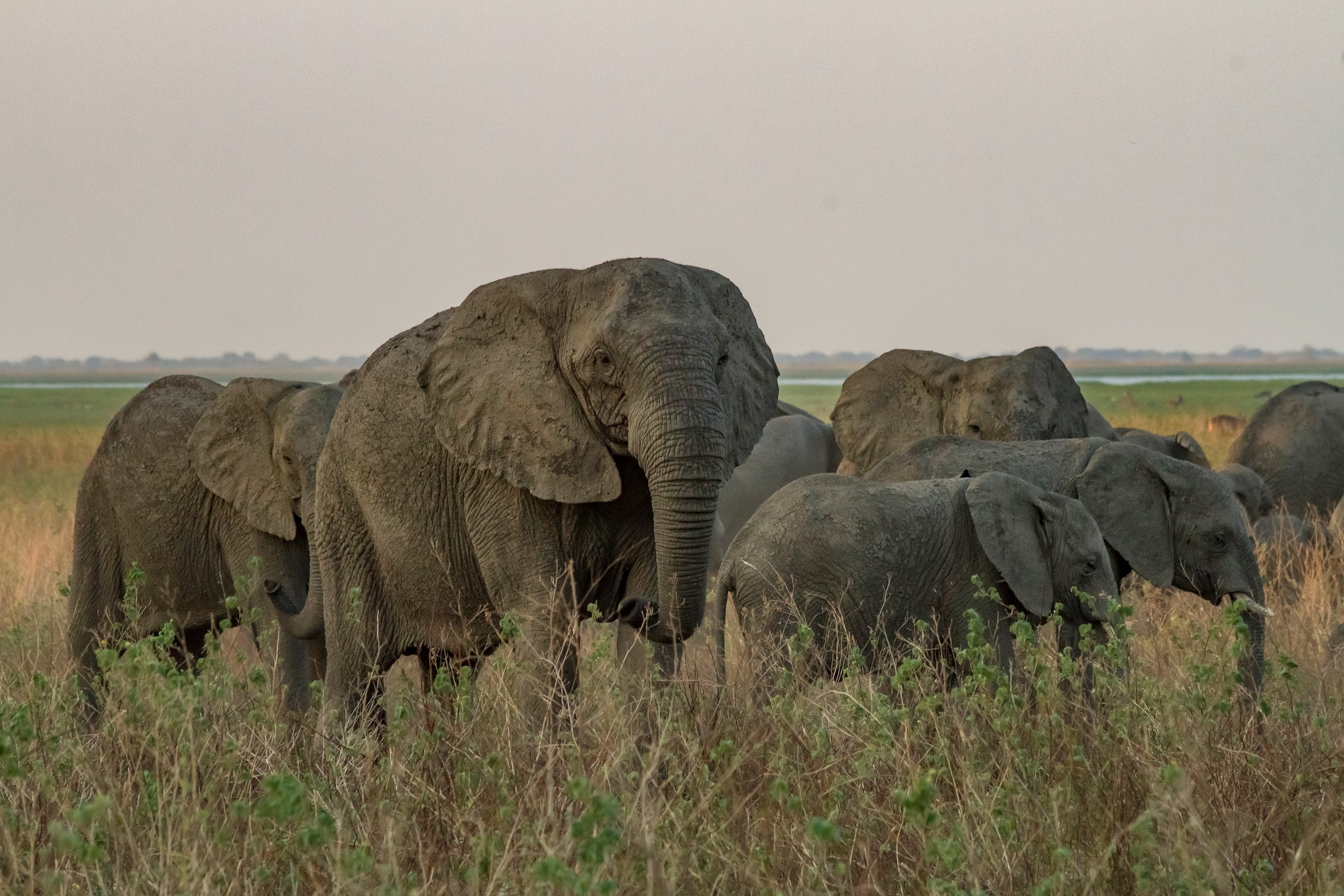 Under poaching pressure, elephants are evolving to lose their tusks