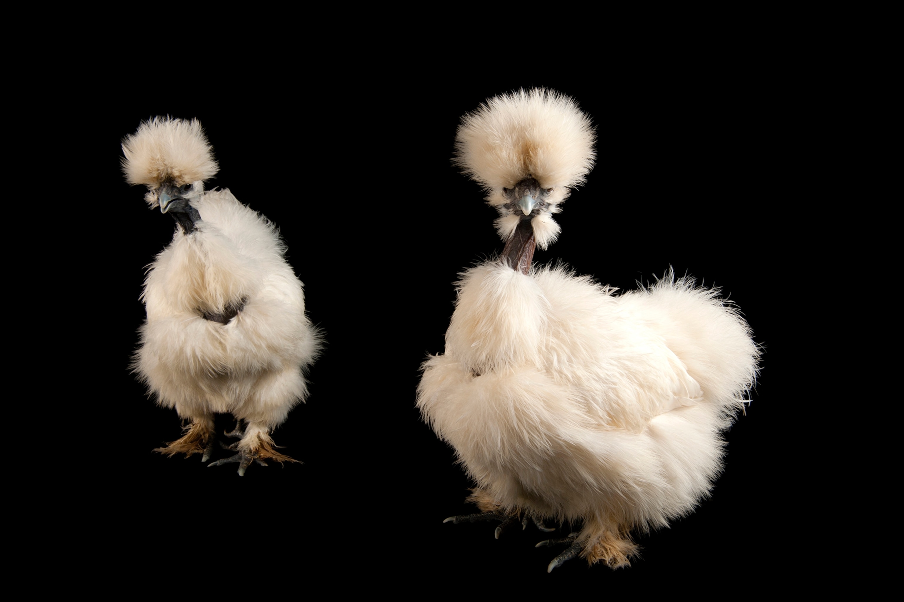 a silkie showgirl chicken taken in Fort Worth, Texas