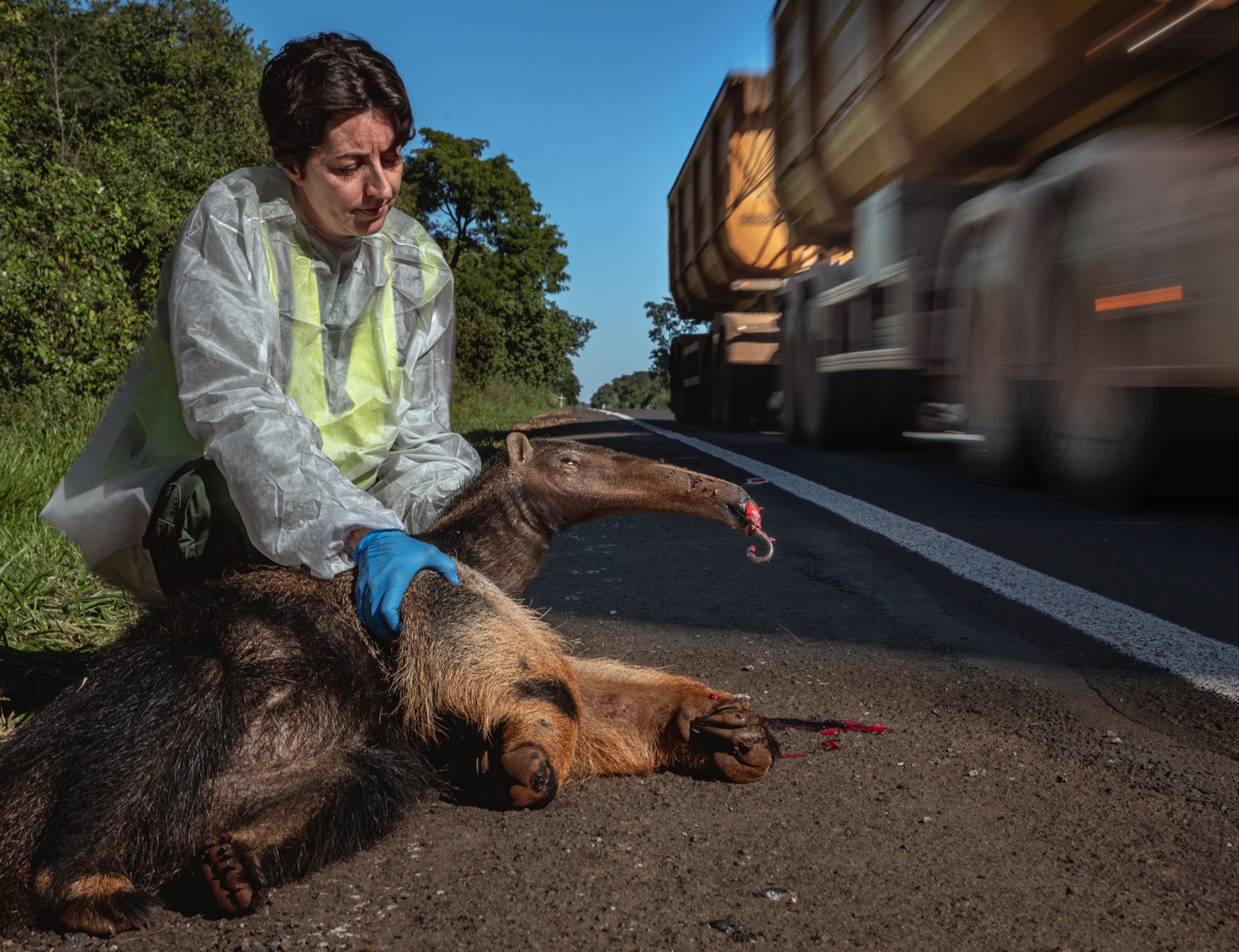 Partial view of a large yellow truck driving by on the highway. On the side of the road, between the truck and the start of the grassy field, is a woman wearing a grey and green plastic suit and blue gloves. She is kneeling down and holding the front body of a dead anteater, which had been hit by a car. The anteater is lying on the ground with its tongue partially sticking out and blood on its nose and mouth.