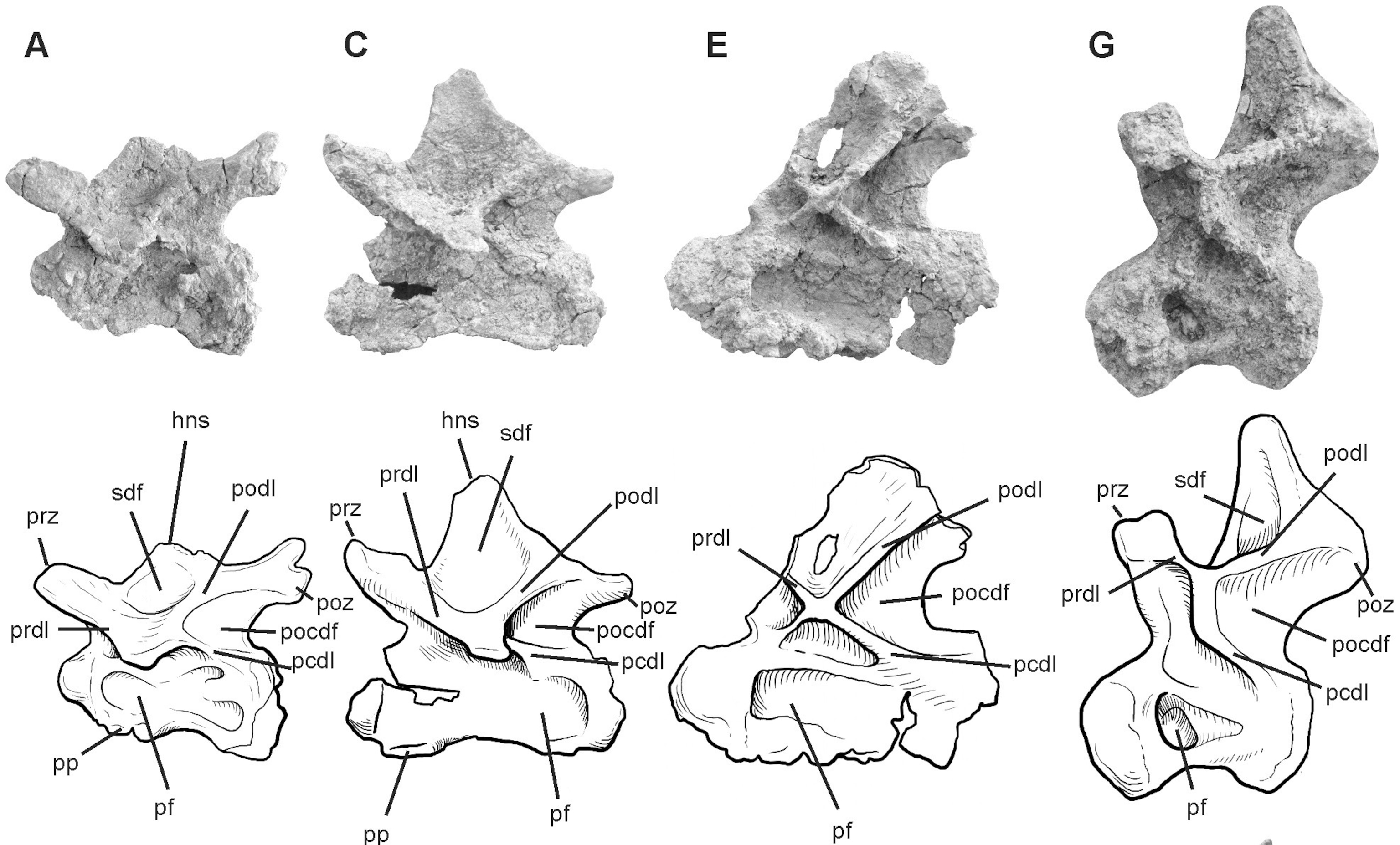 Four of the vertebrae from Leikupal laticauda, shown in side-view. From Gallina et al., 2014.