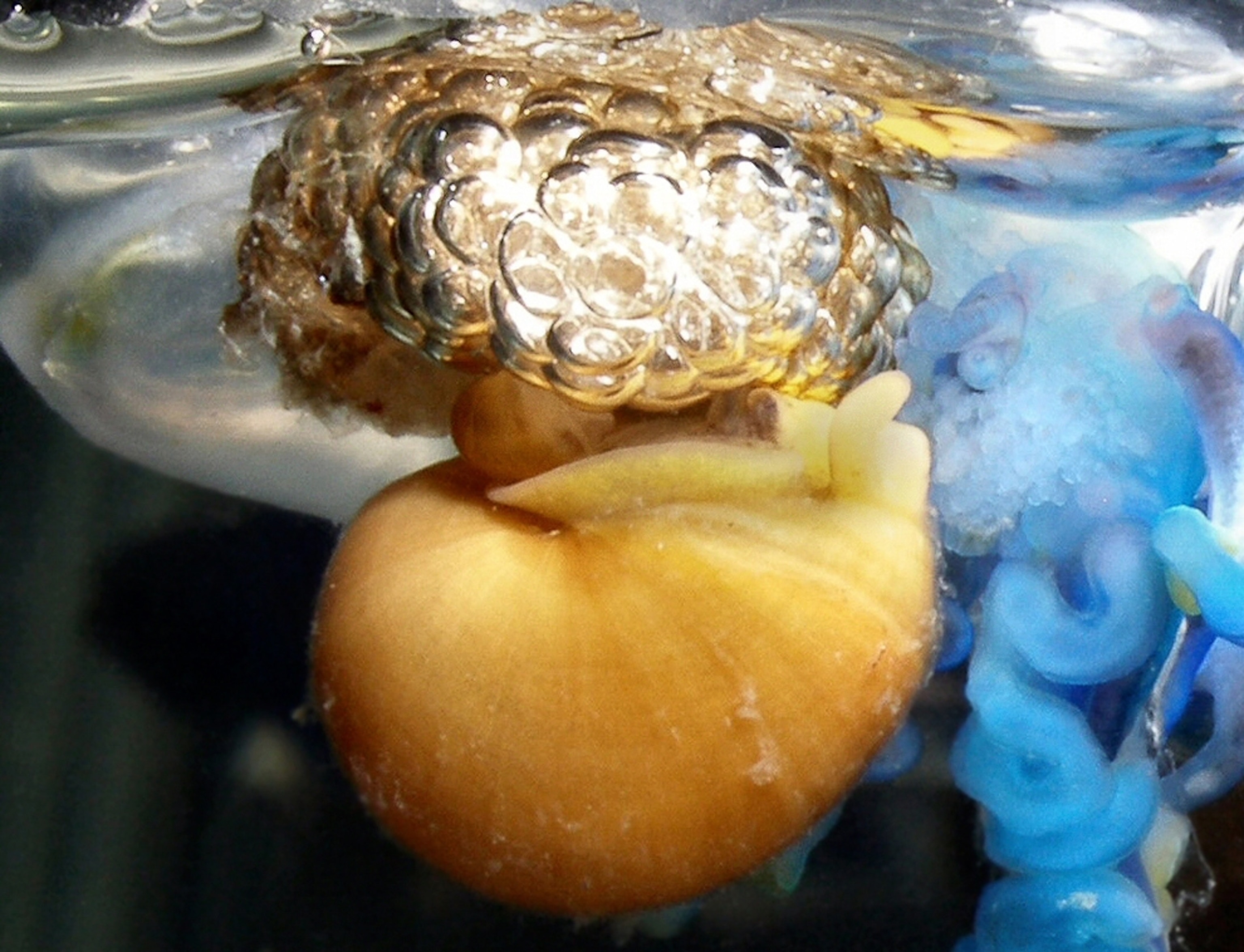 Snail picture: bubble-rafting snail eats a jellyfish as male tags along
