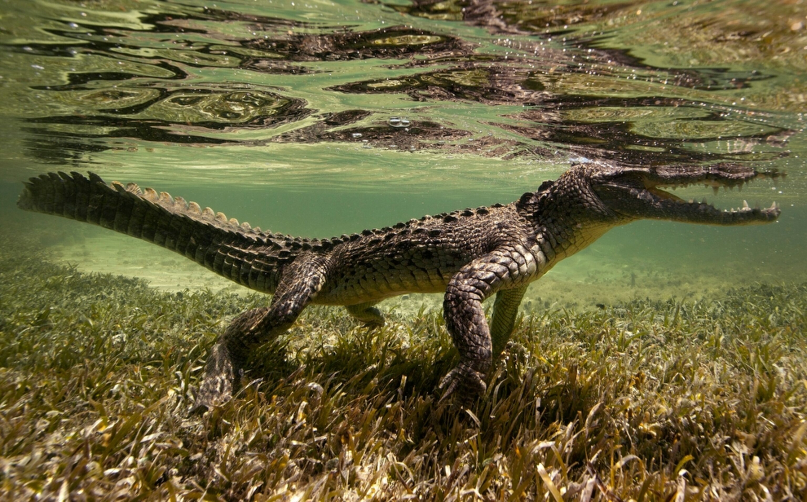 an American crocodile in Mexico