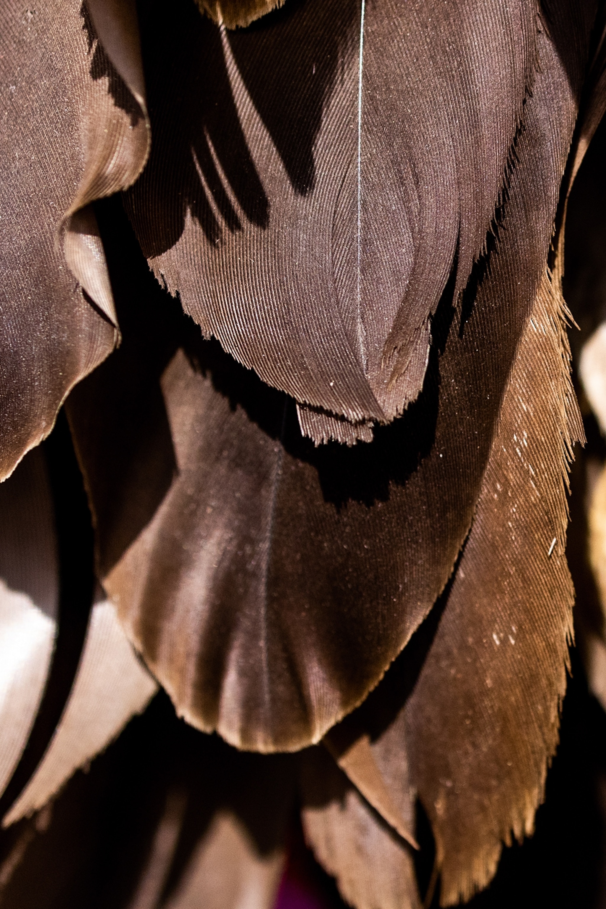 A close-up of pointy feathers.