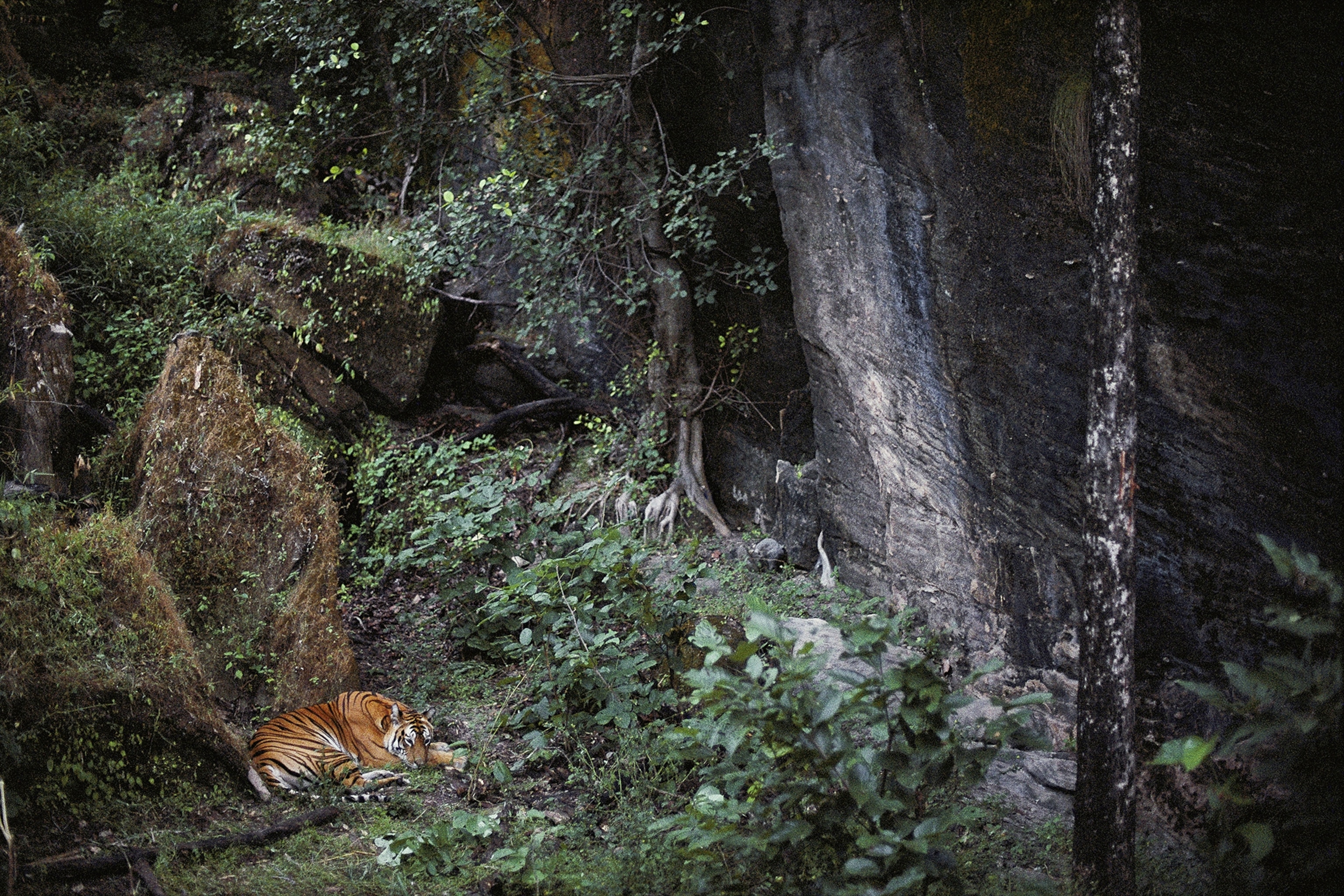 After a night of hunting, Sita guards the cave that hides her cubs.