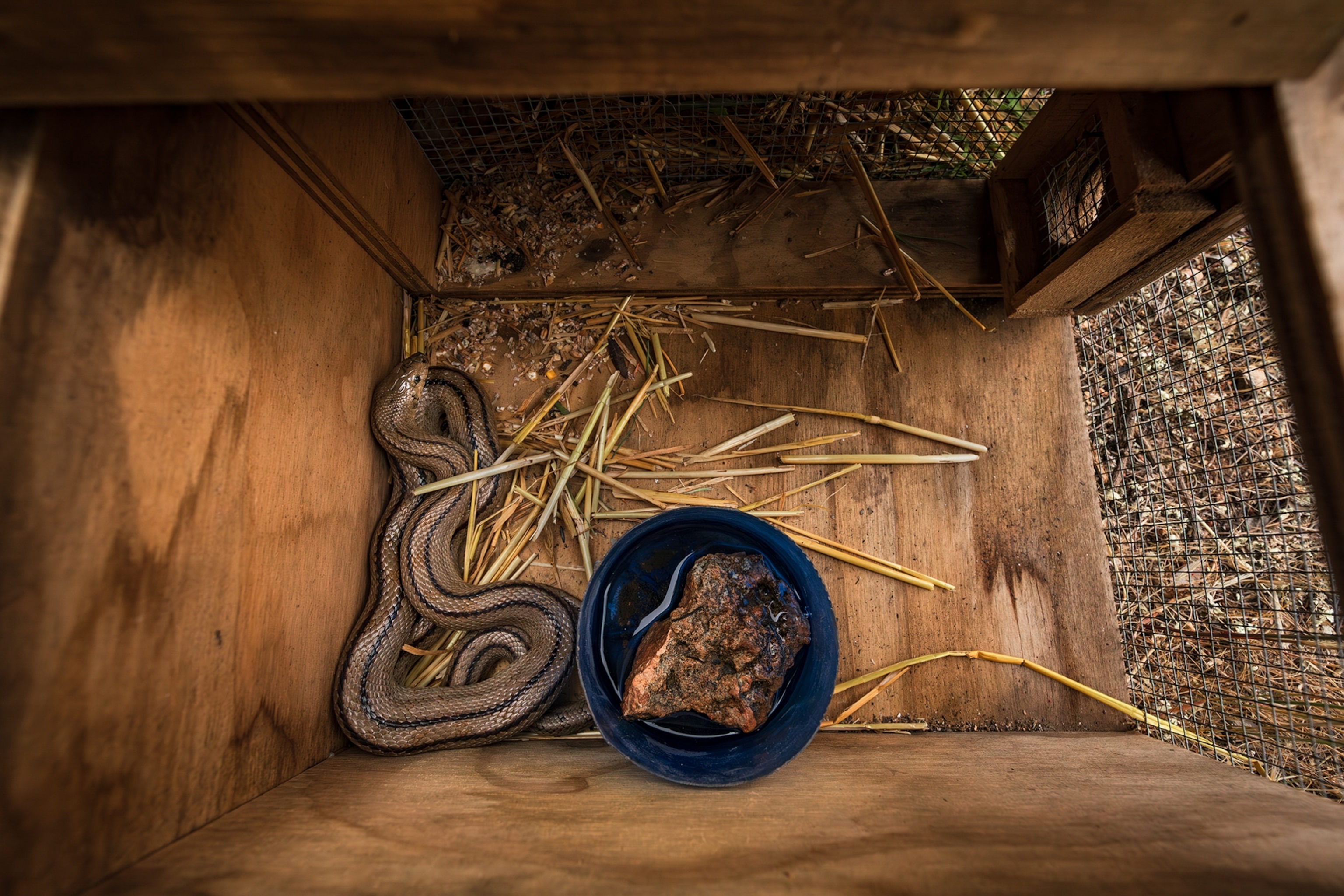 Snake in a wooden enclosure with straw bedding, curled next to a blue water dish with a rock,