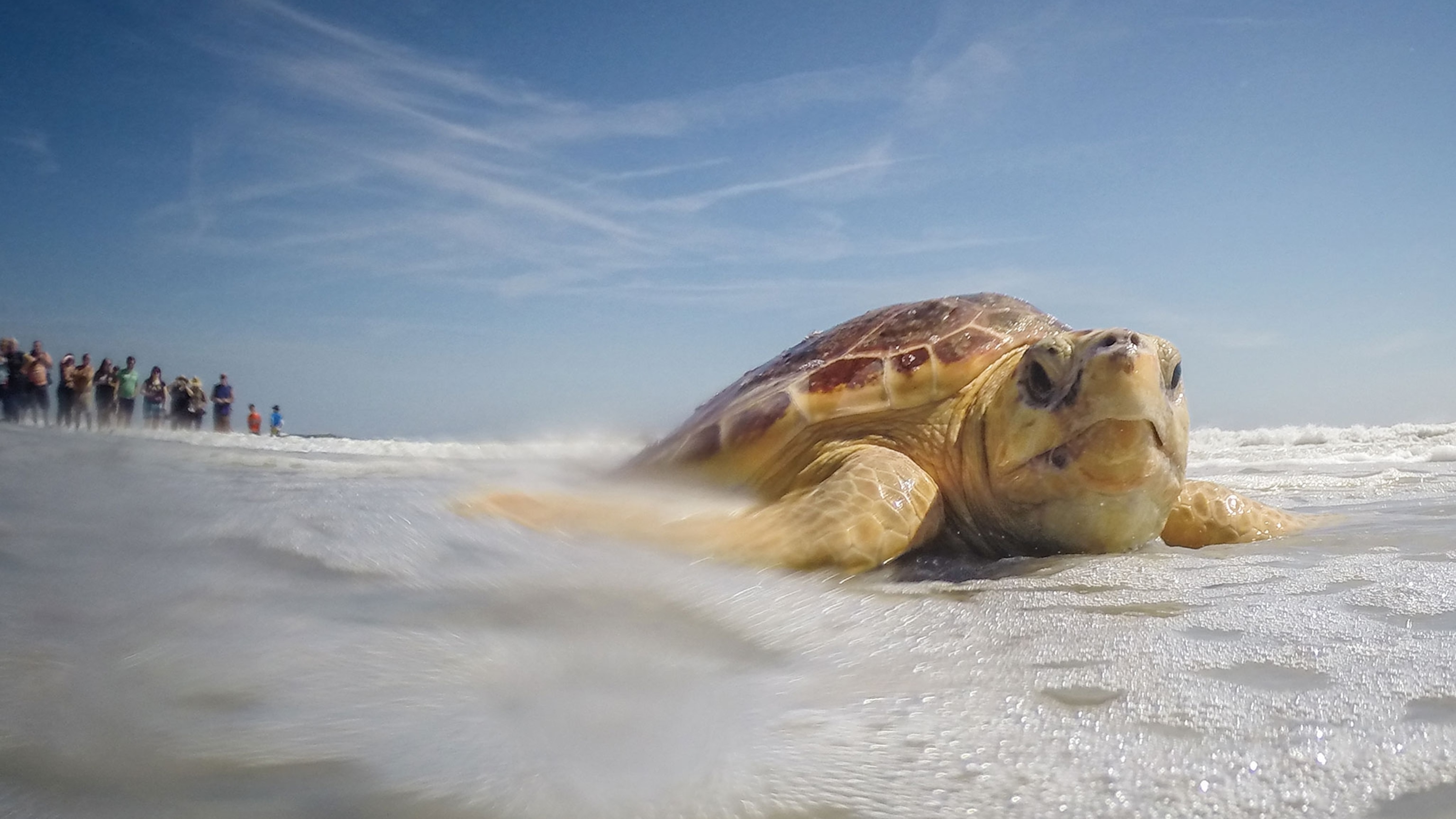 Meet the dog who can find rare sea turtle nests at a shocking success rate