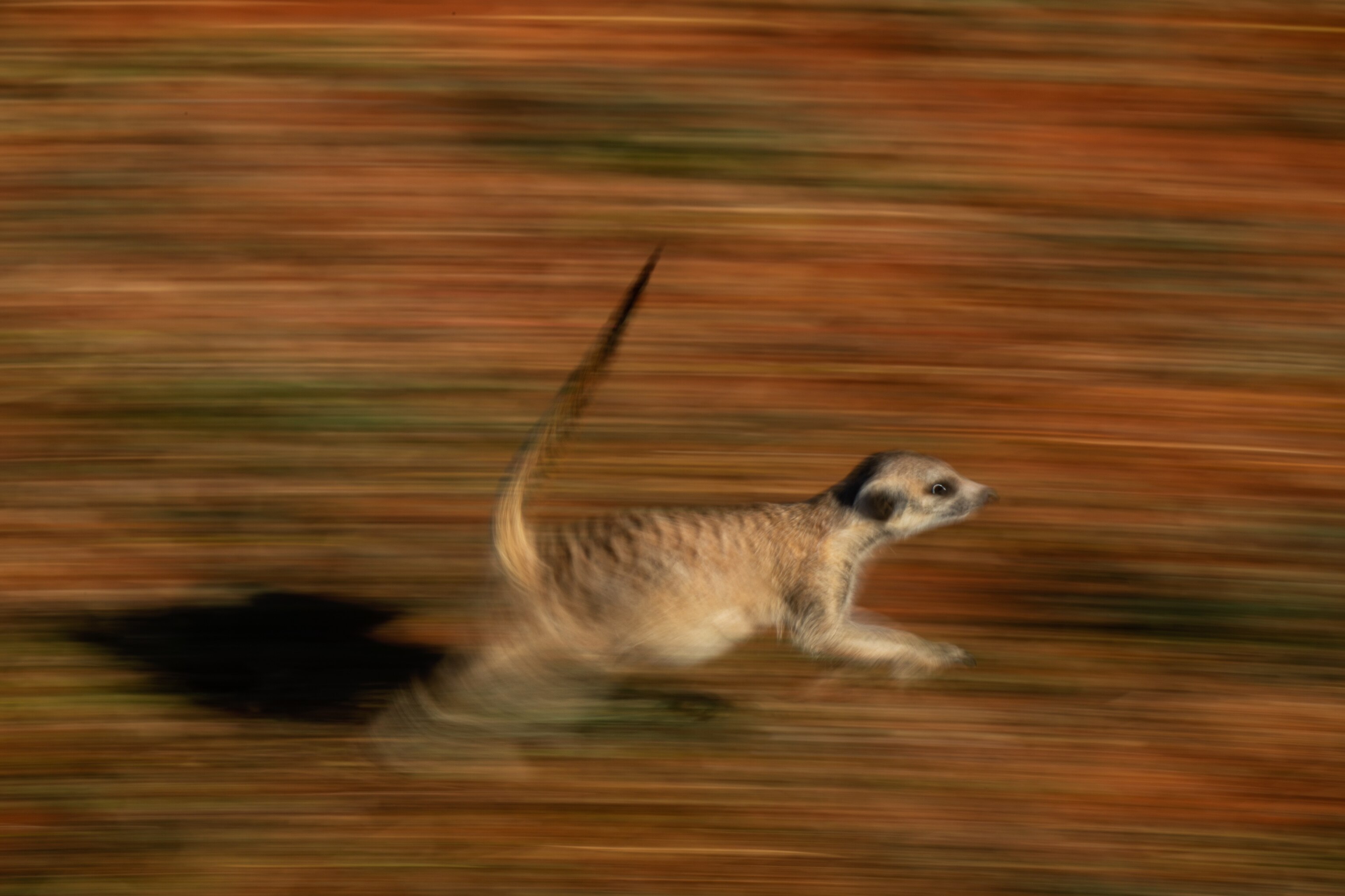 Motion blur image of a meerkat running.