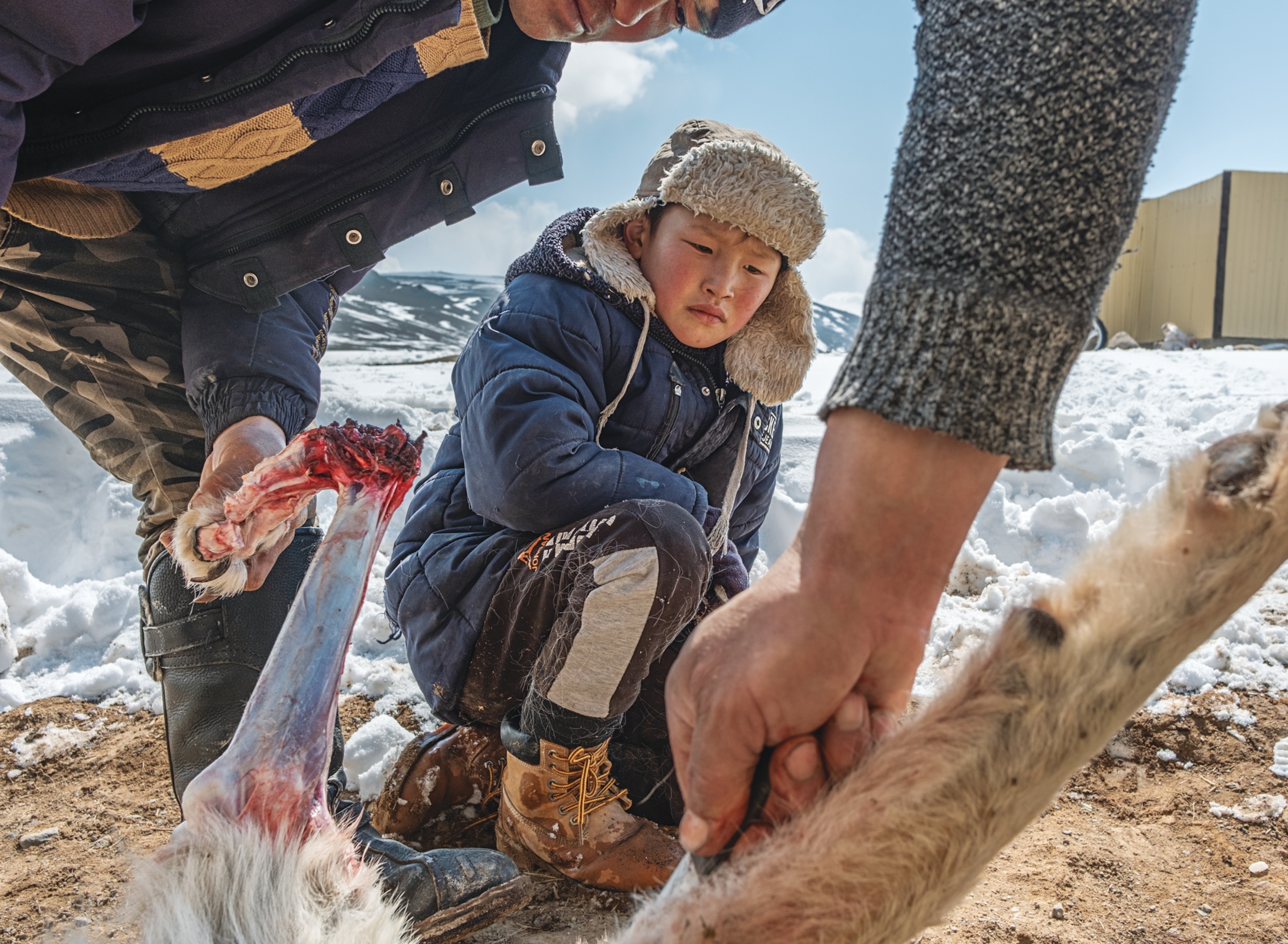 Boy is watching how two men skinning wolf.