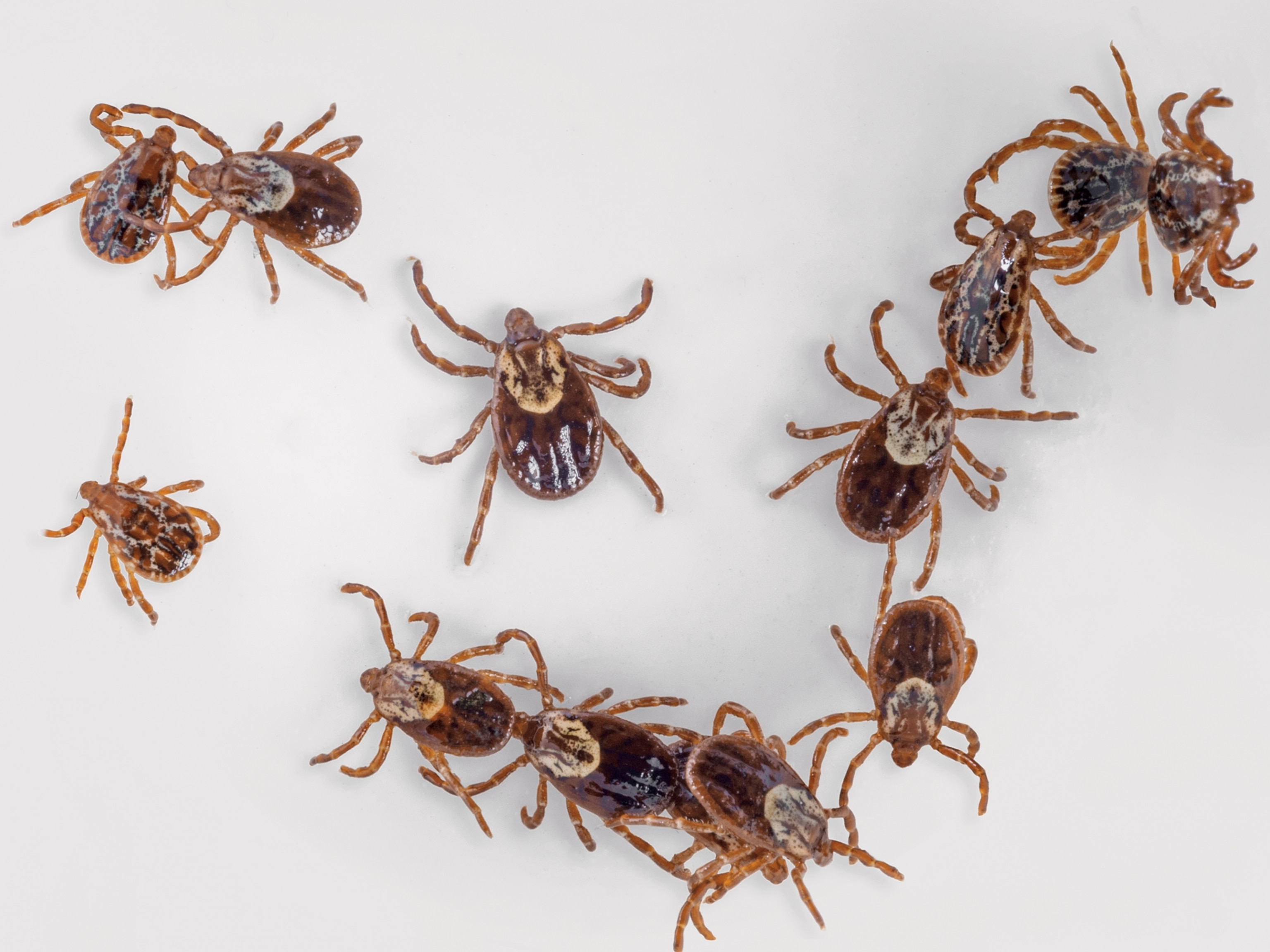 an American dog tick