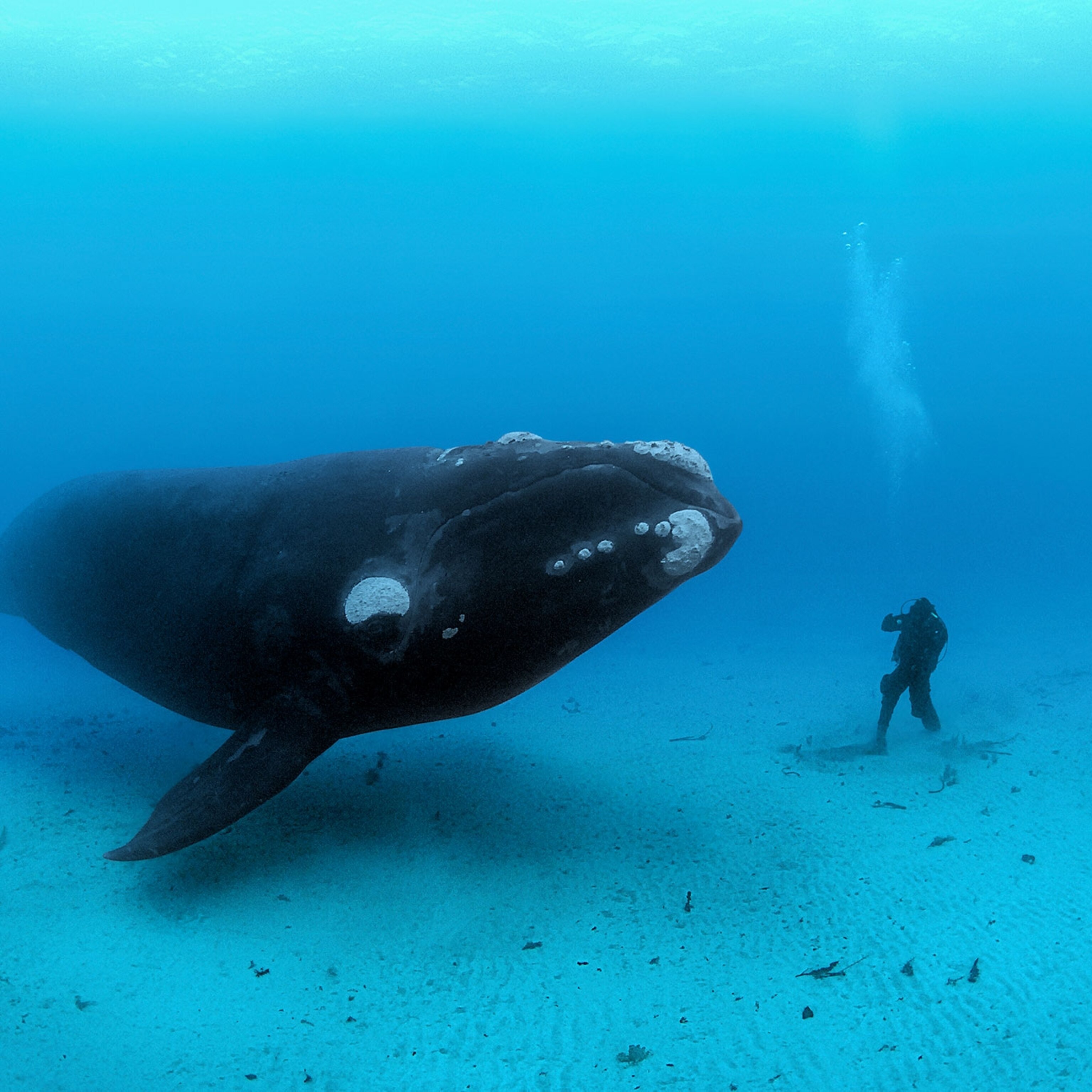 Why Do Whales Get So Big? Science May Have an Answer.