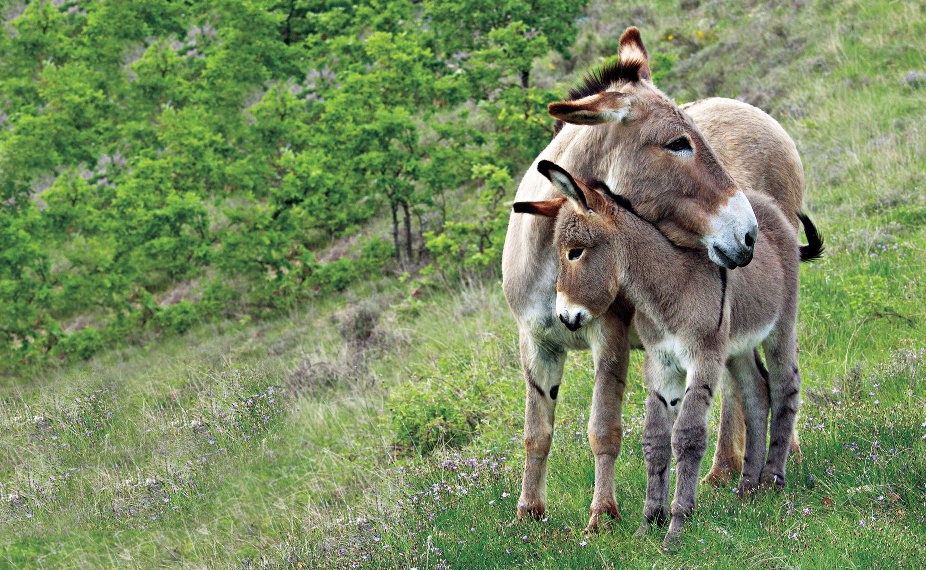 a donkey and foal