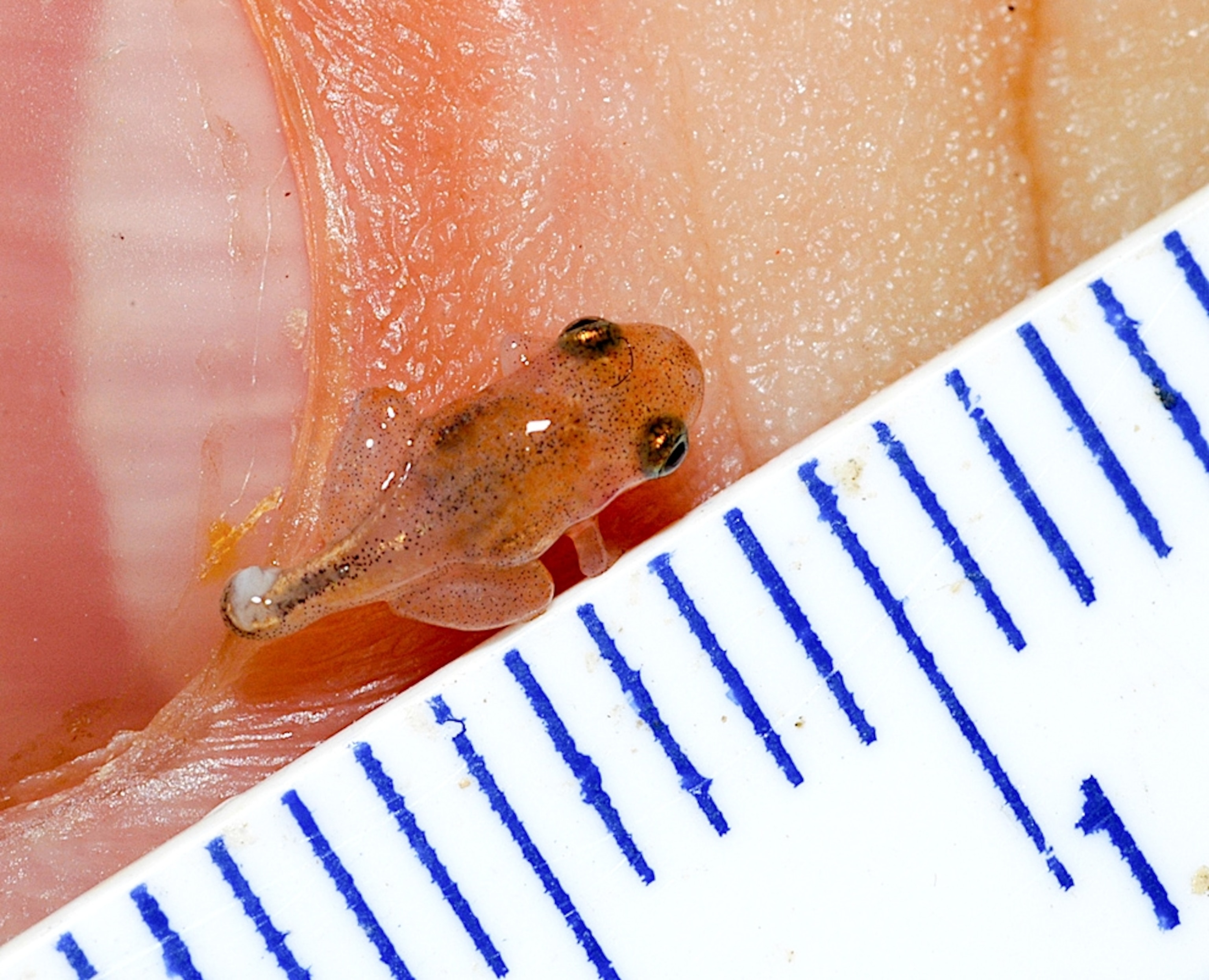 a juvenile Microhyla nepenthicola, a new species of pea-size frog