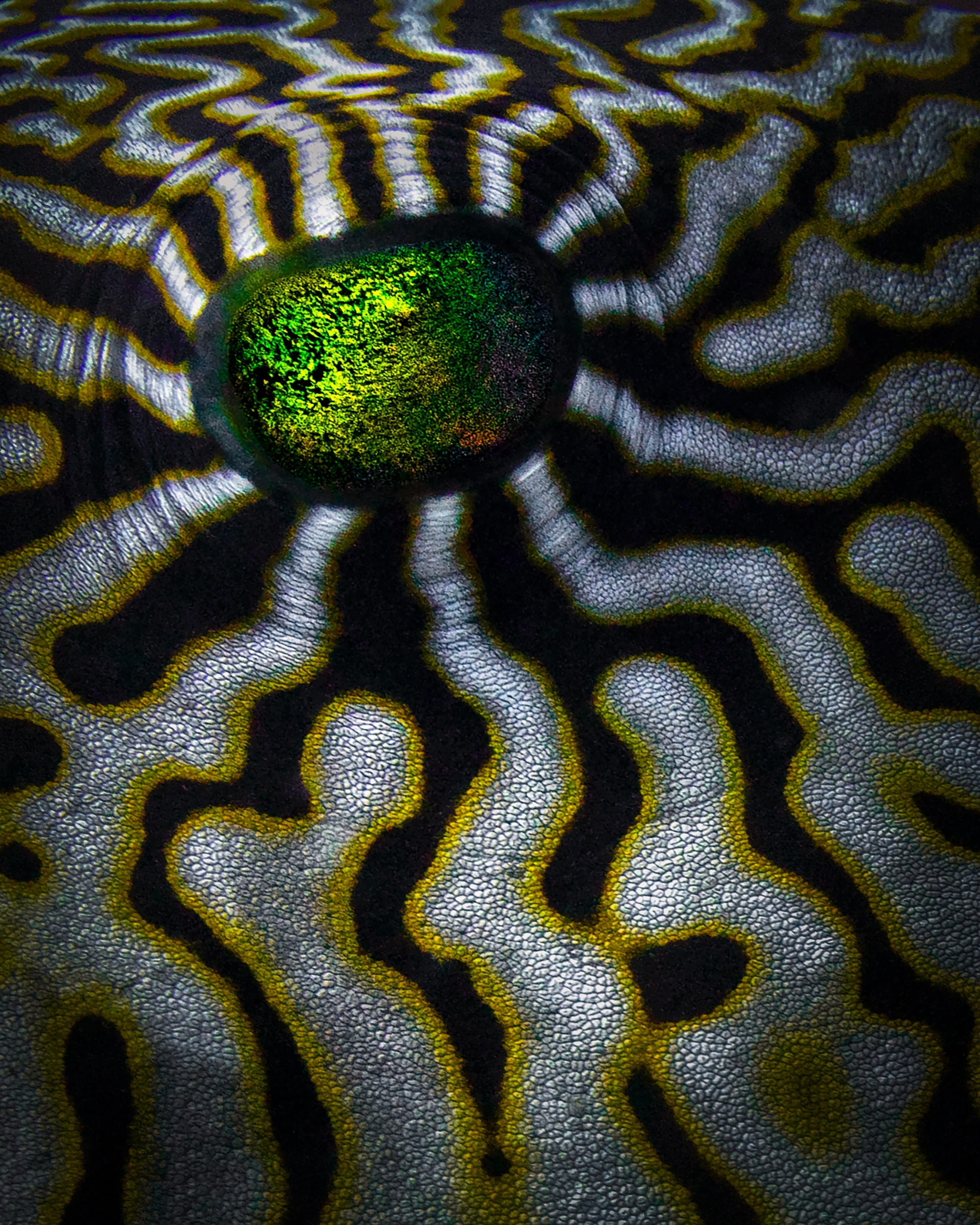 An up-close image of the green eye of an animal surrounded by its maze-like skin.