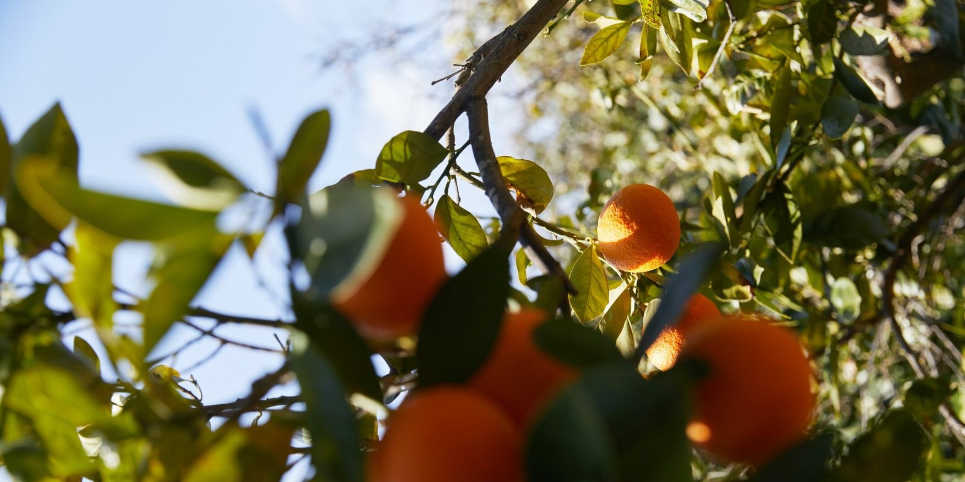 A Greek feast: breaking bread on the island of Chios