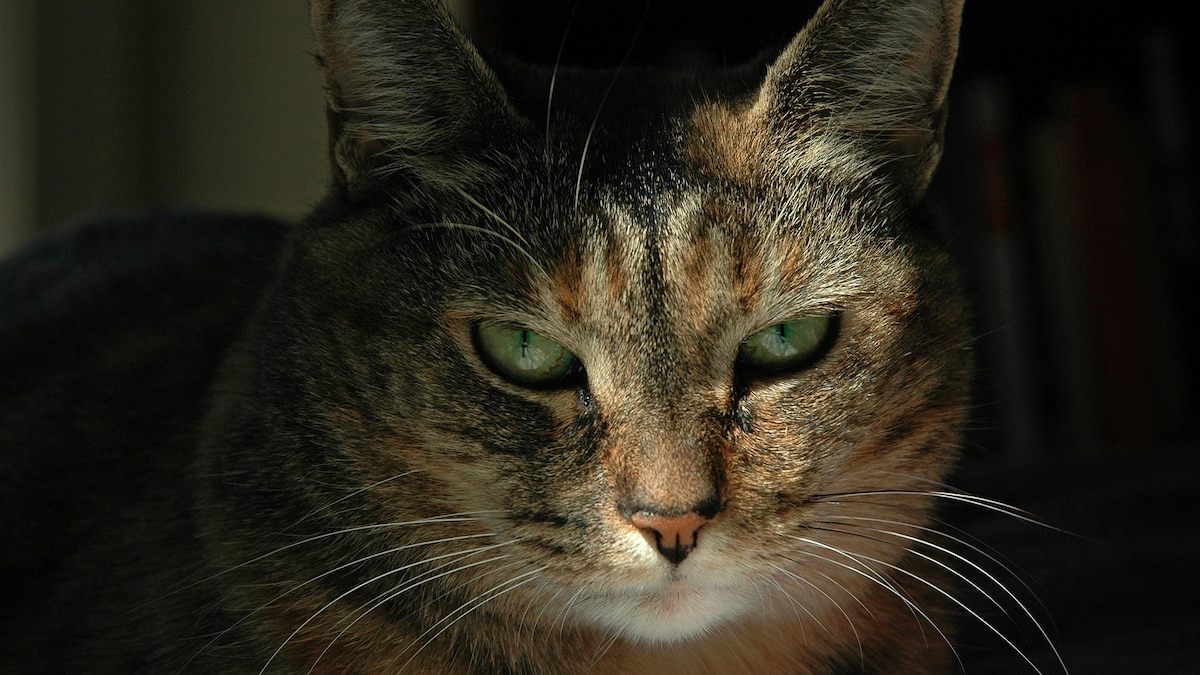 Are you a cat whisperer? A few special people can read feline expressions.