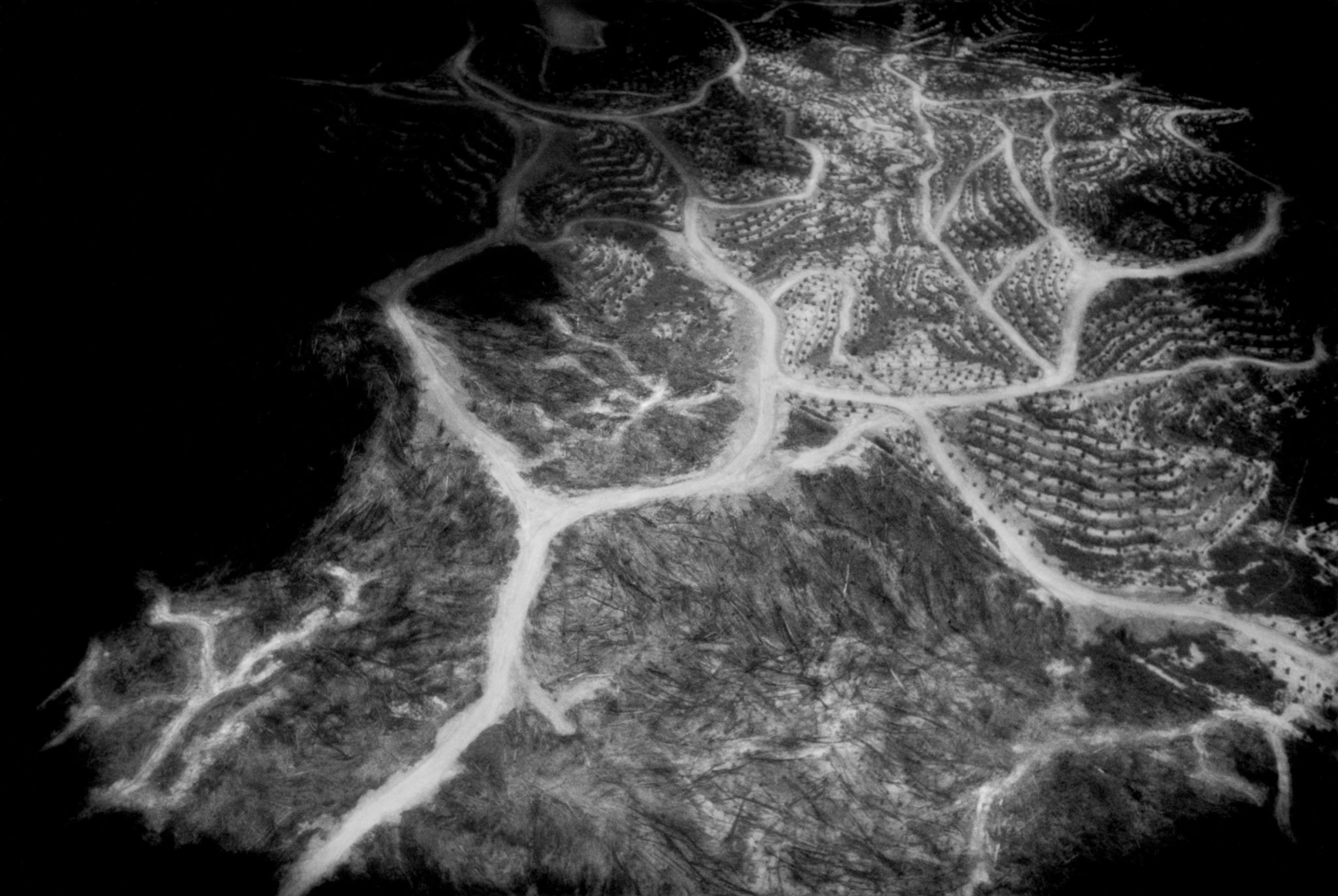 clear cutting and oil palm forest planting as seen from above in the Malaysian rainforest