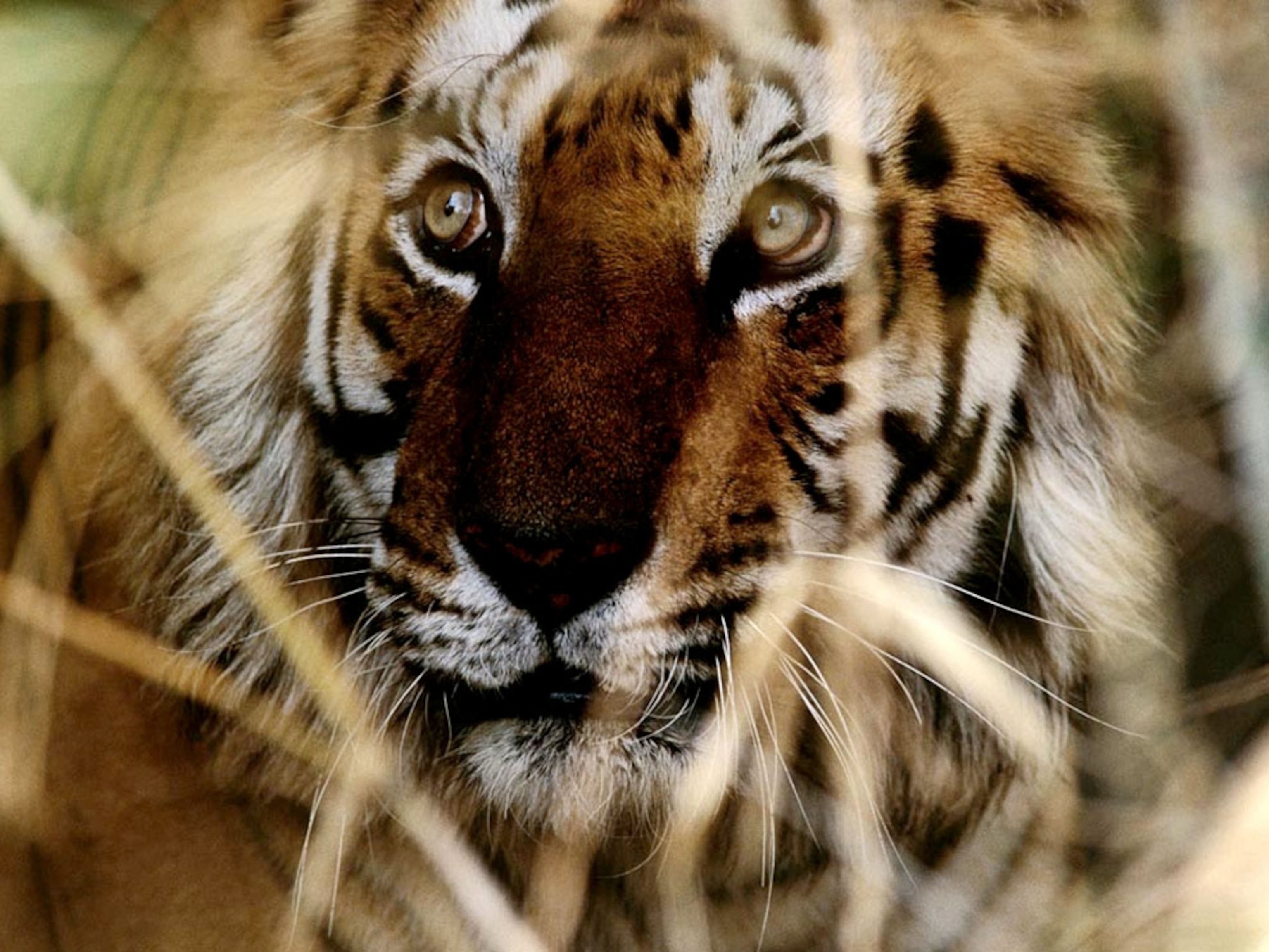 Close-up of a Bengal tiger's face