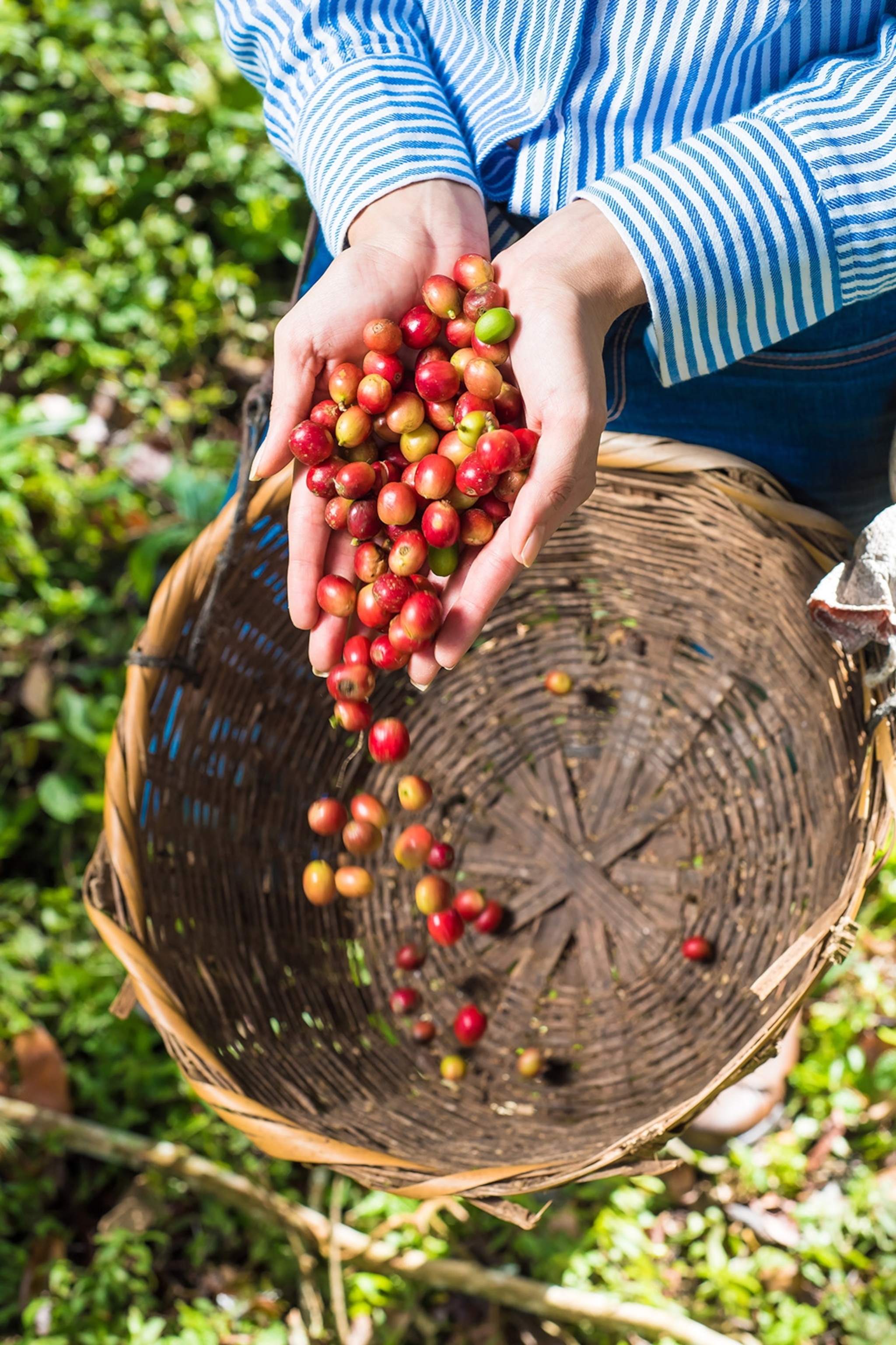 Hands holding raw coffee beans above a basket